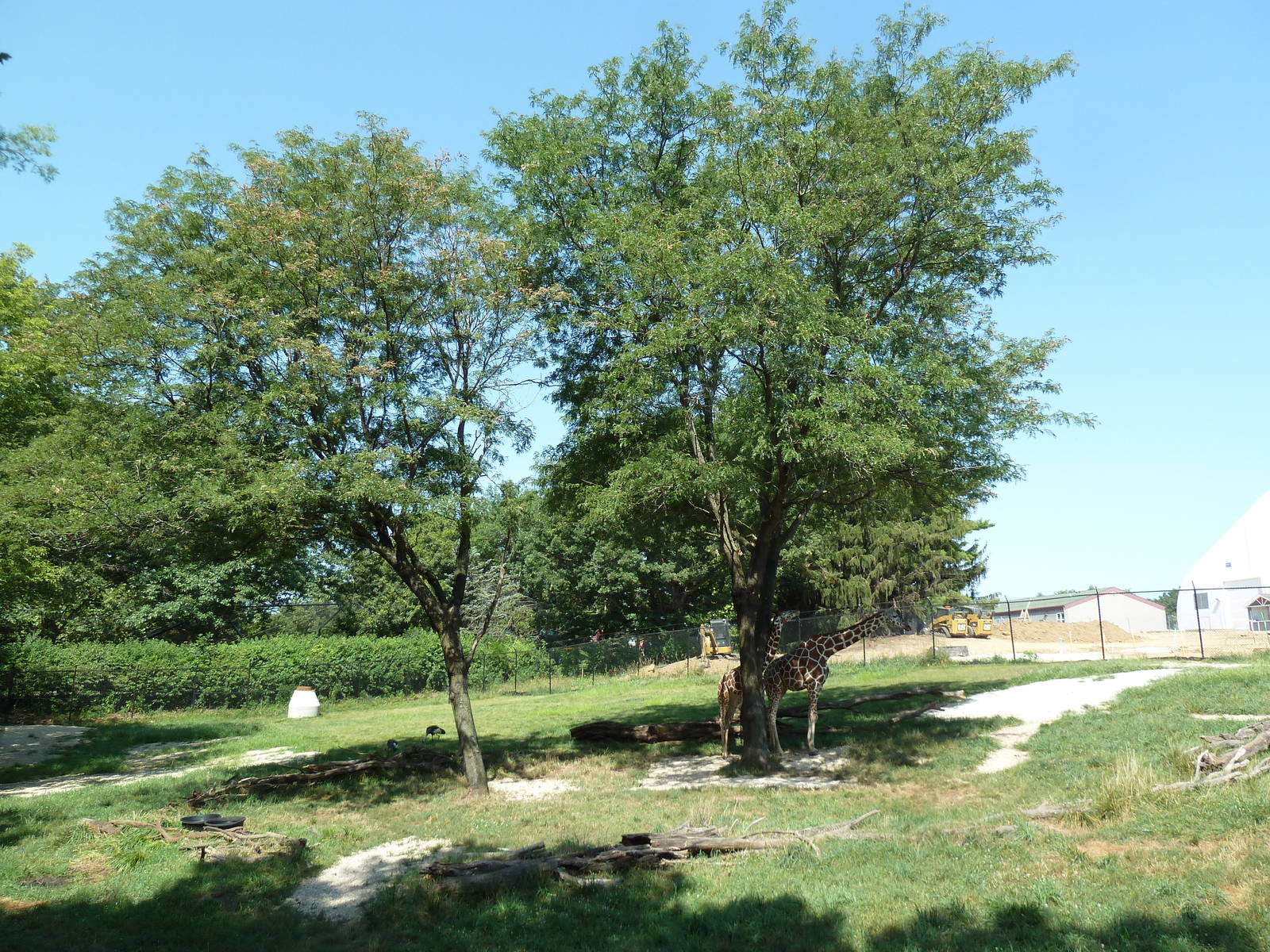 African Savanna (4-Species)