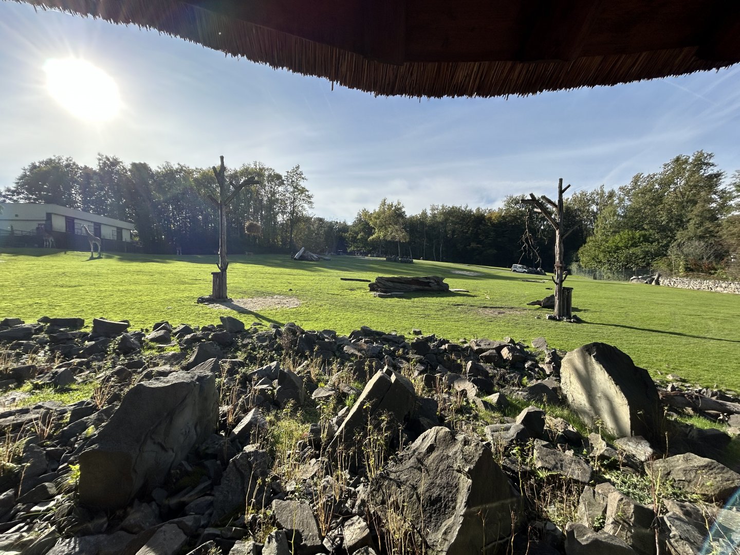 African Savanna (4 Species)