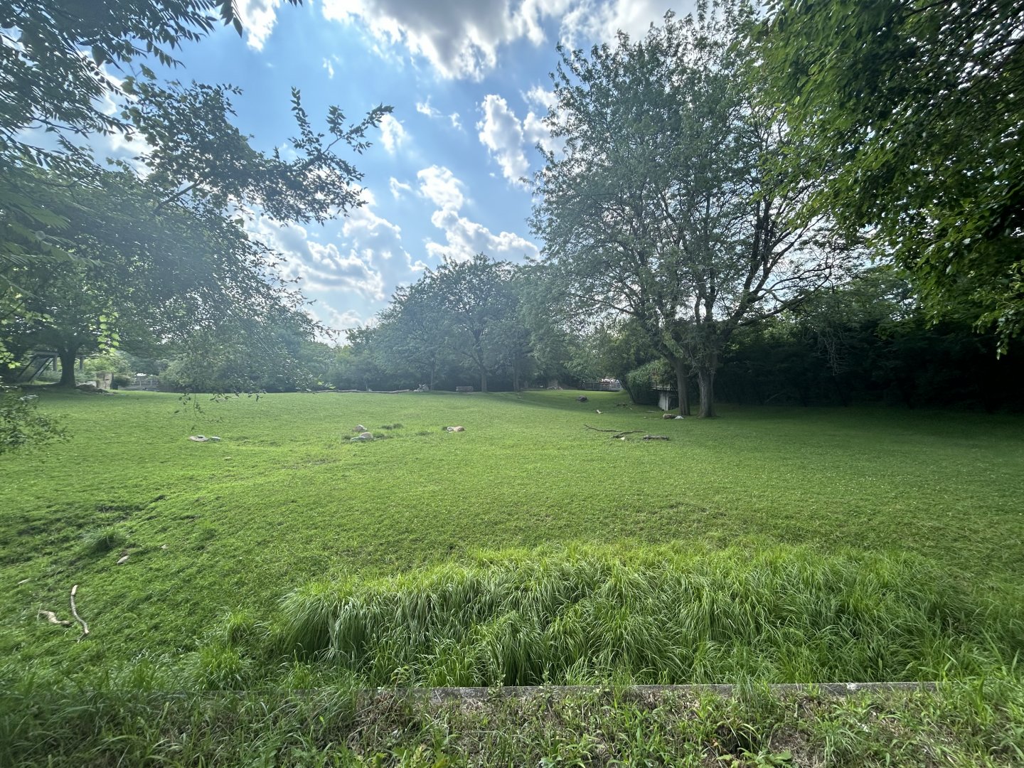 African Savanna (5 Species) - Plains