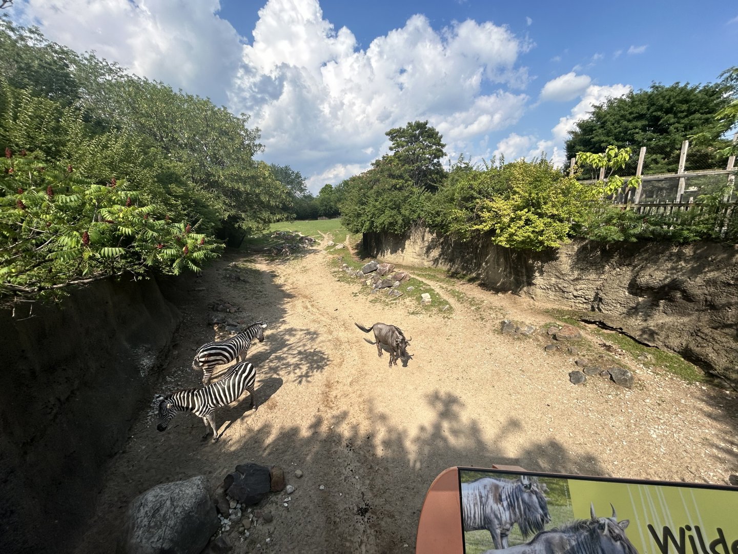 African Savanna (5 Species) - Plains