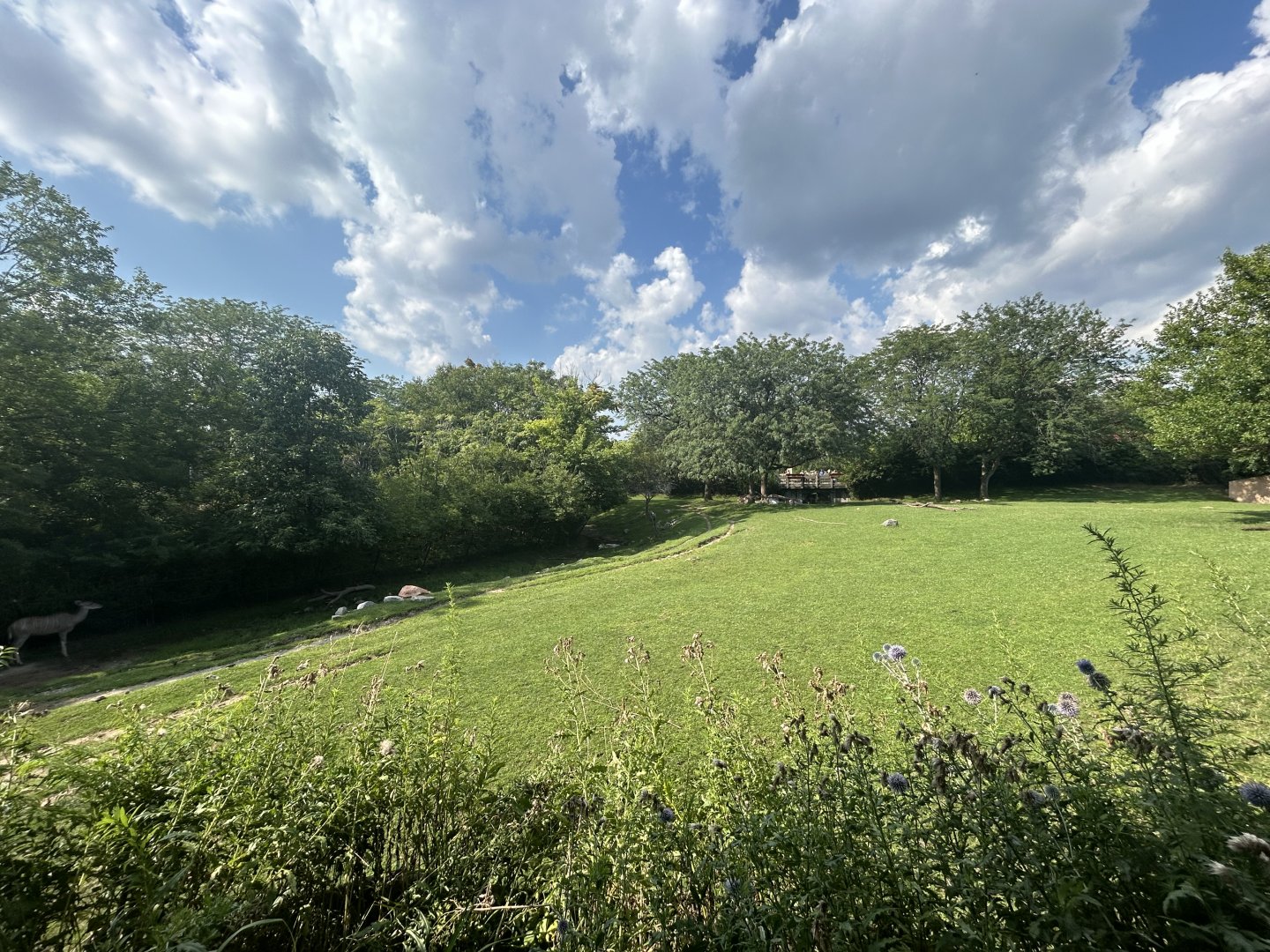 African Savanna (5 Species) - Plains