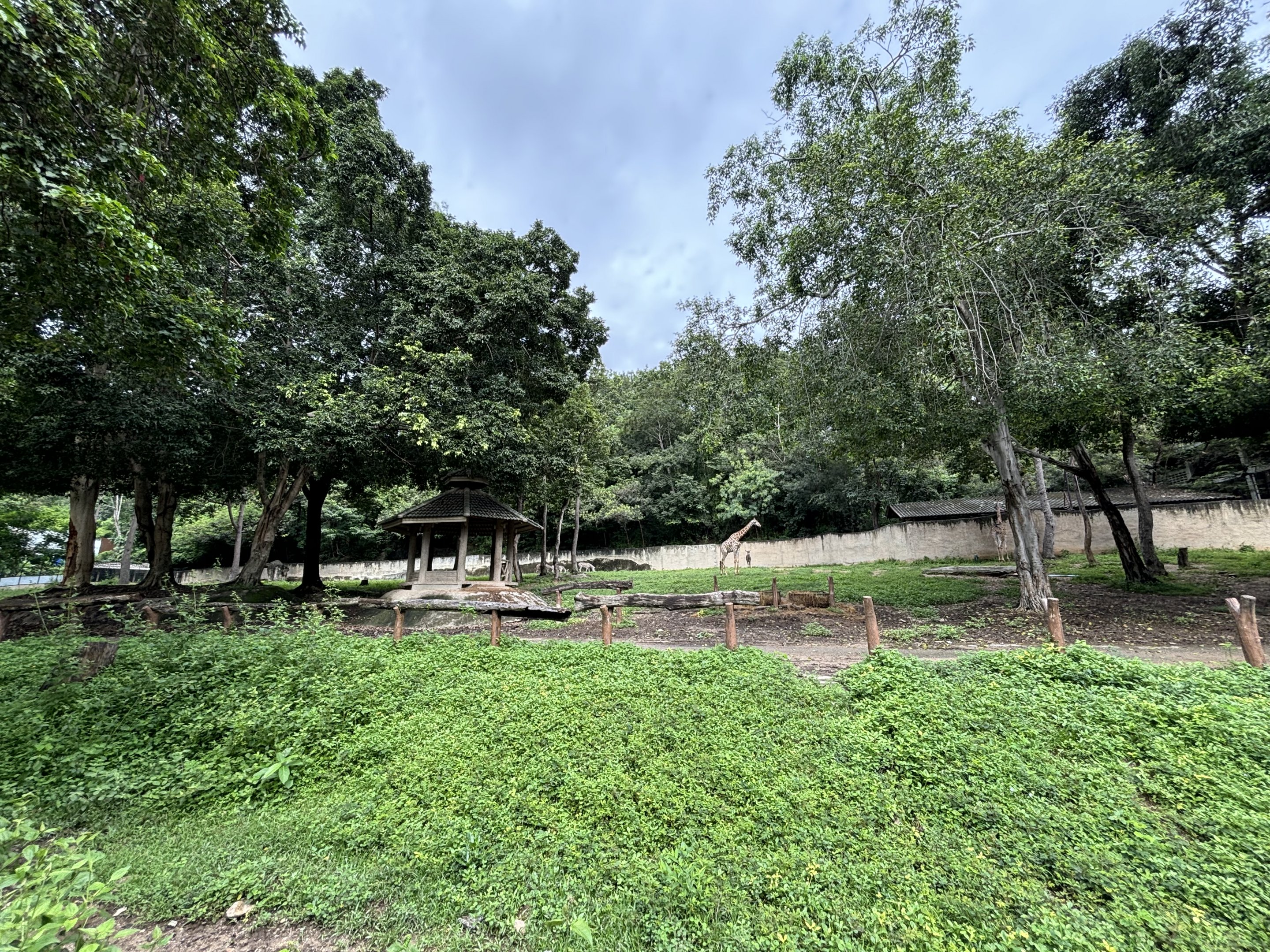 African Savanna (5 species)