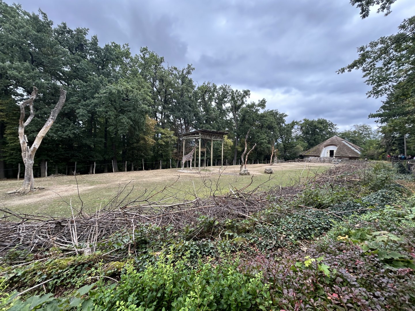 African Savanna (5 Species)