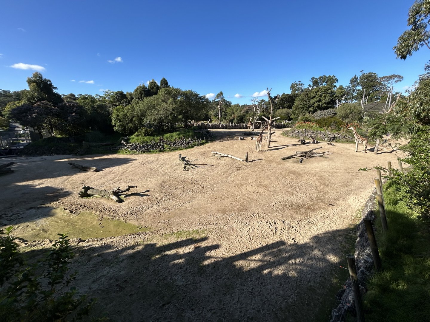 African Savanna (6 Species) - African Safari Track