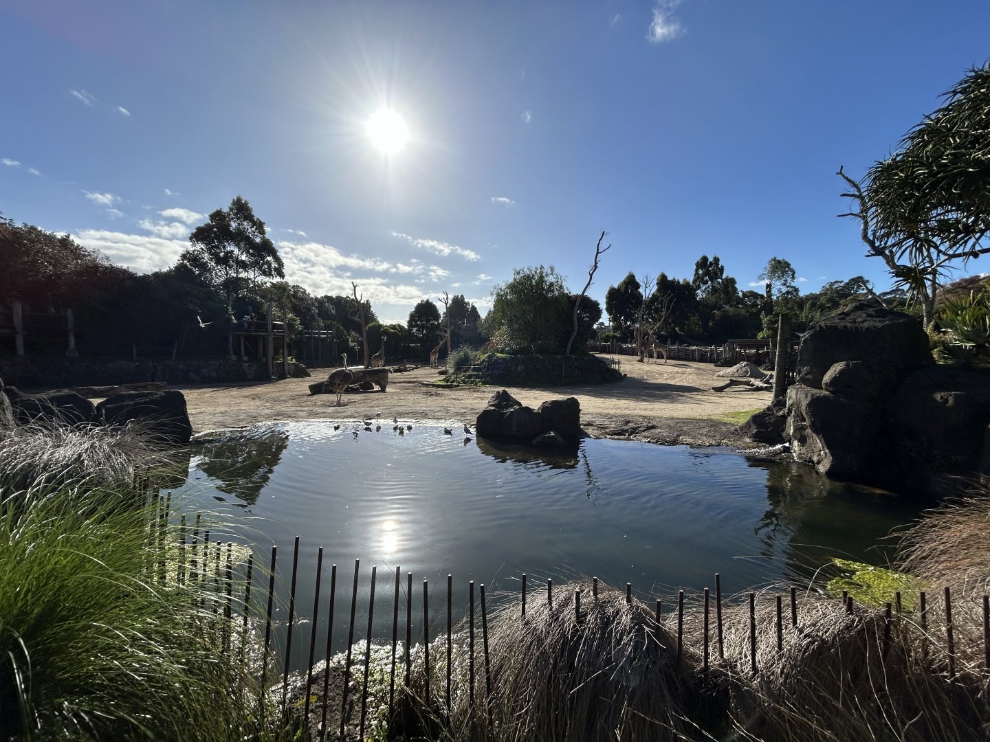 African Savanna (6 Species) - African Safari Track