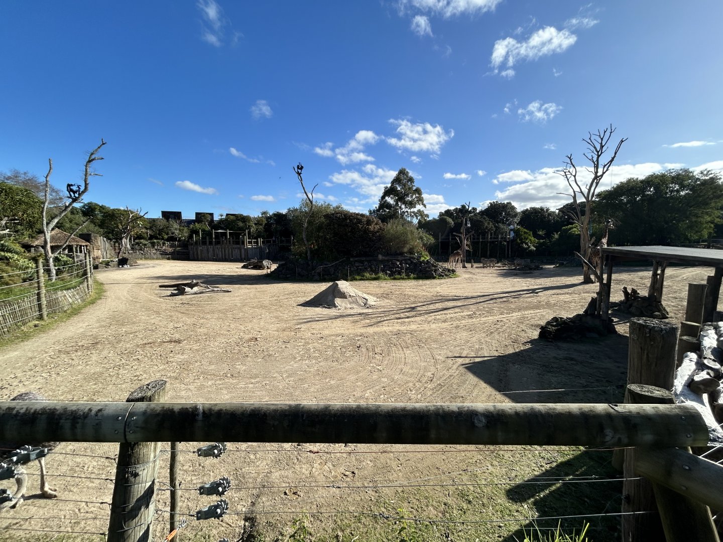 African Savanna (6 Species) - African Safari Track