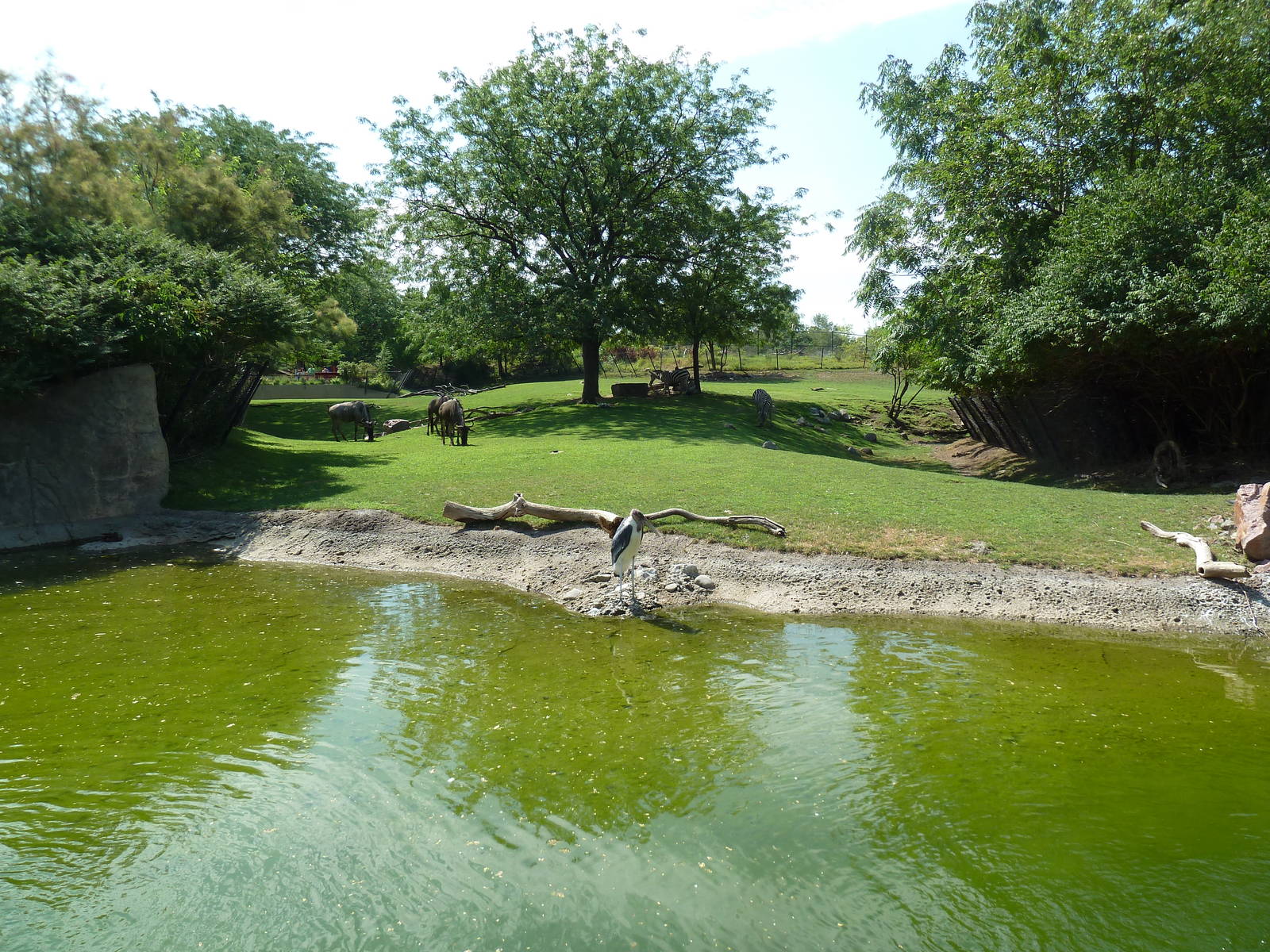 African Savanna (6 Species)