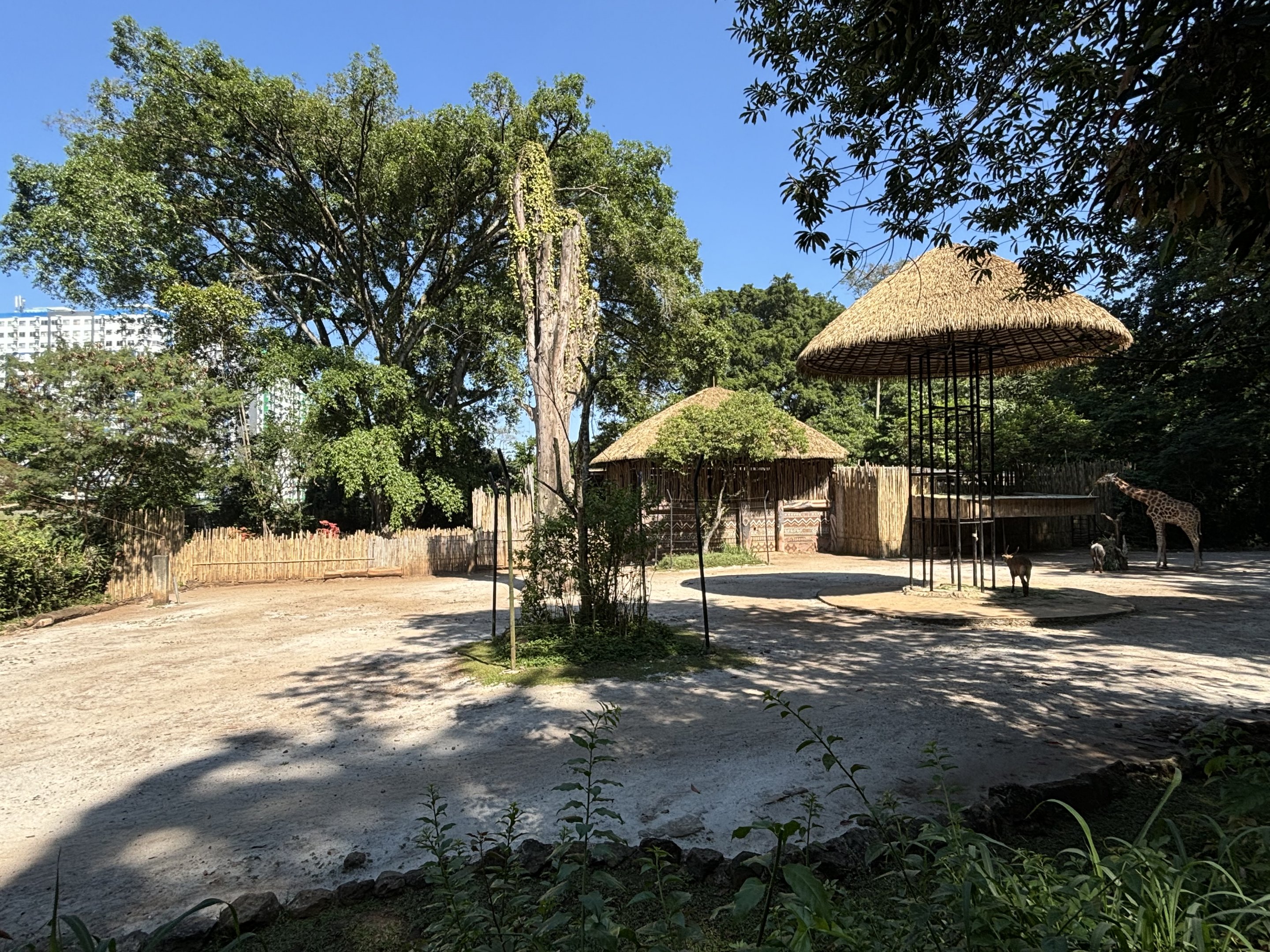 African Savanna (6 species)