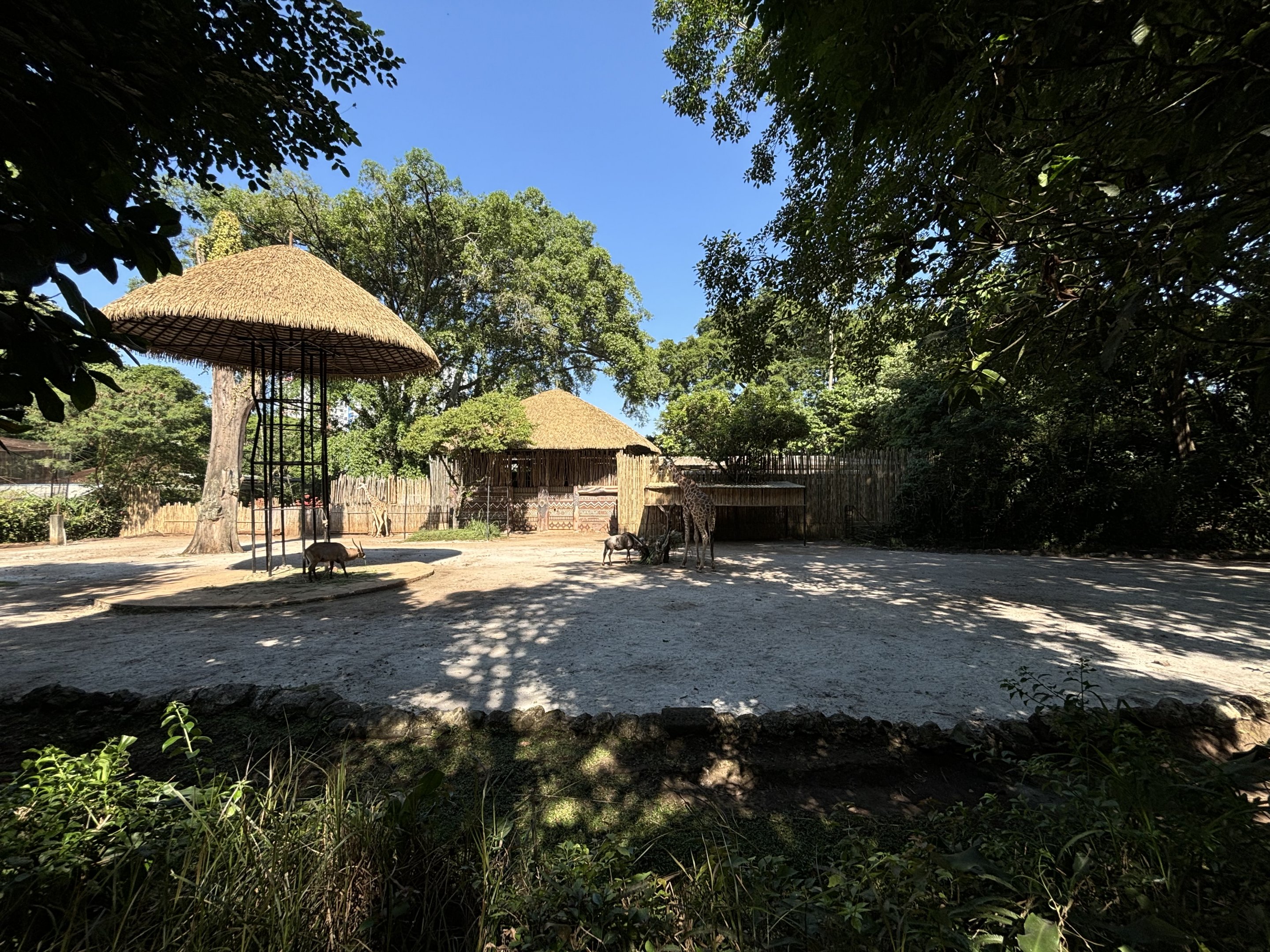 African Savanna (6 species)