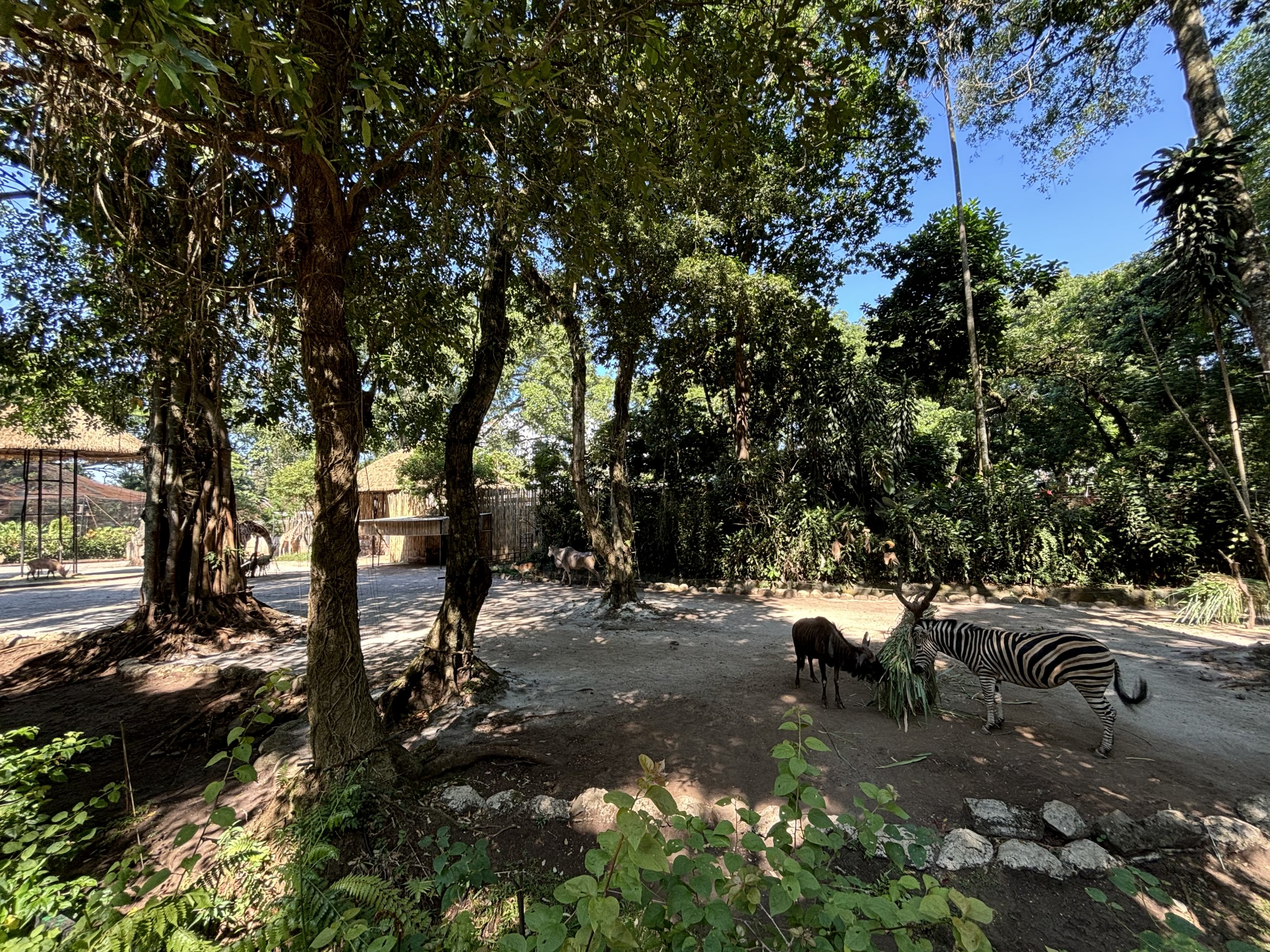 African Savanna (6 species)