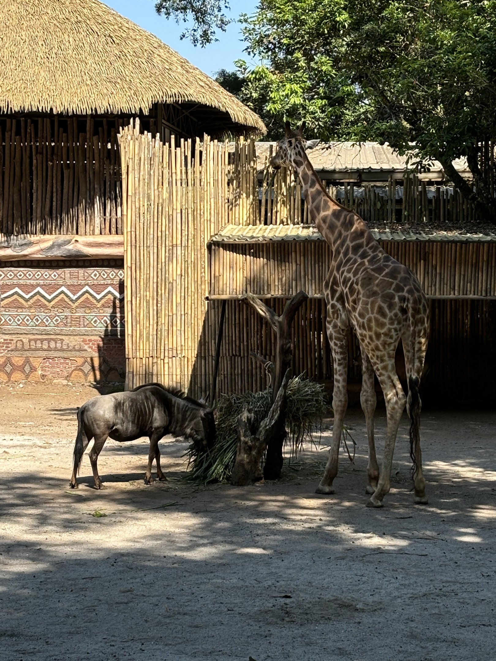African Savanna (6 species)