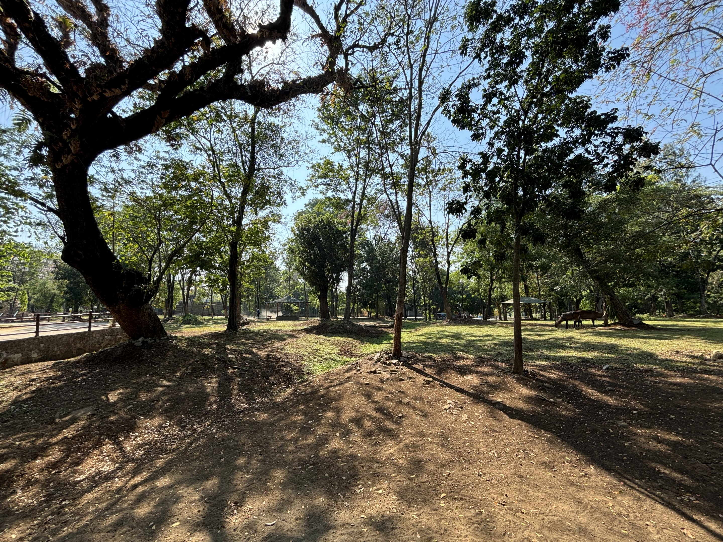 African Savanna (7 species) - Solo Safari