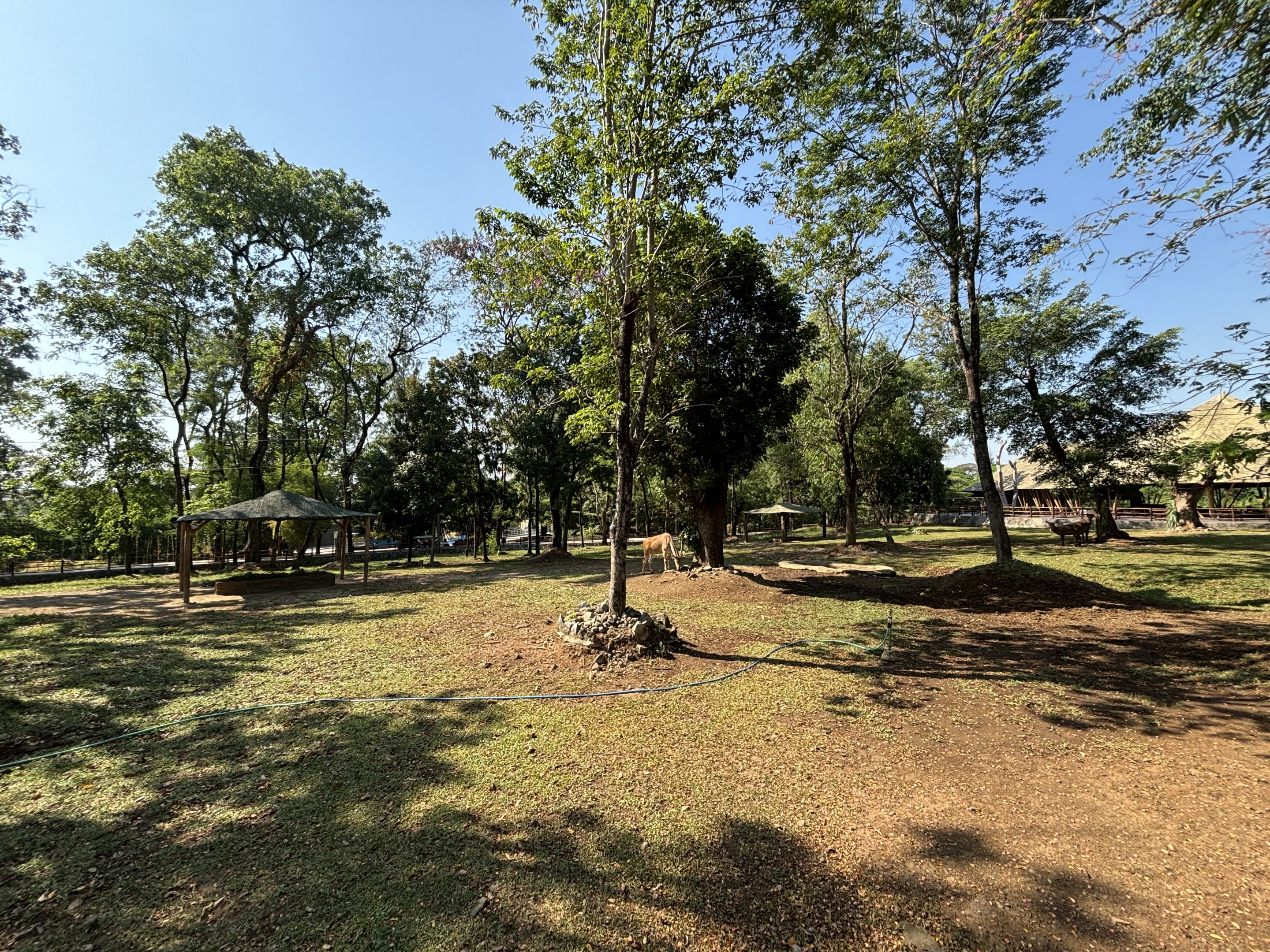 African Savanna (7 species) - Solo Safari