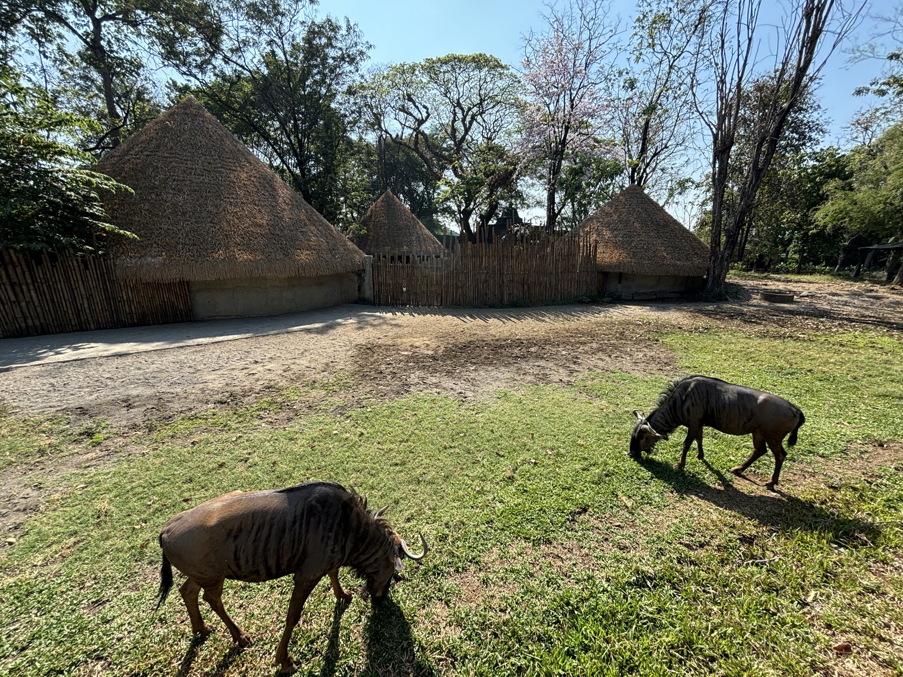 African Savanna (7 species) - Solo Safari