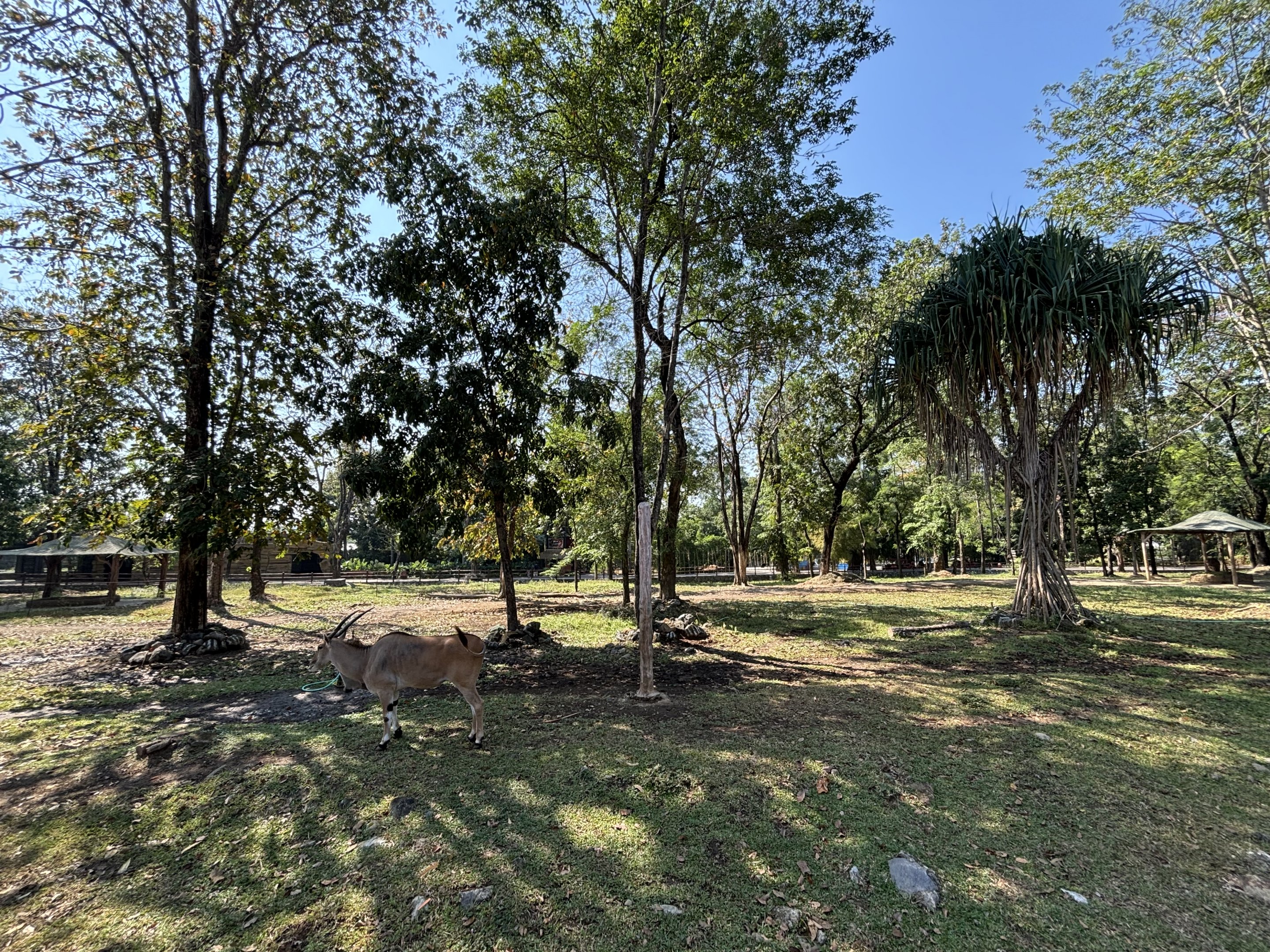 African Savanna (7 species) - Solo Safari