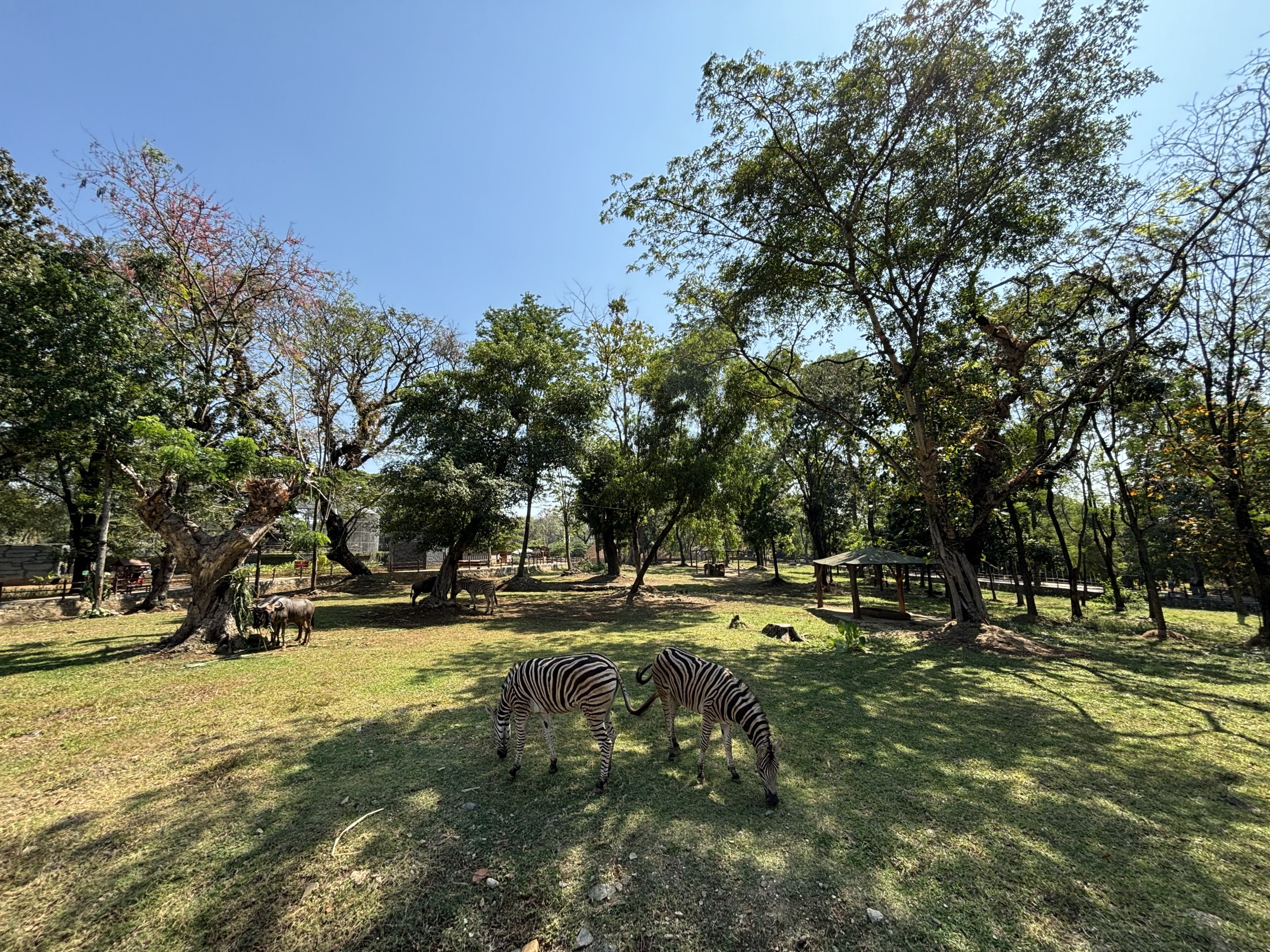 African Savanna (7 species) - Solo Safari