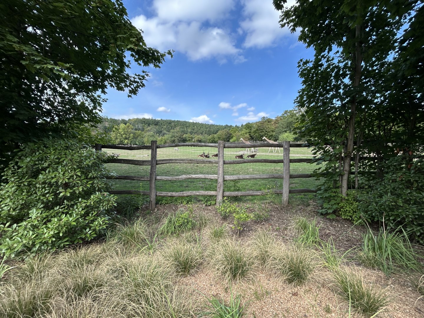 African Savanna (7 Species)