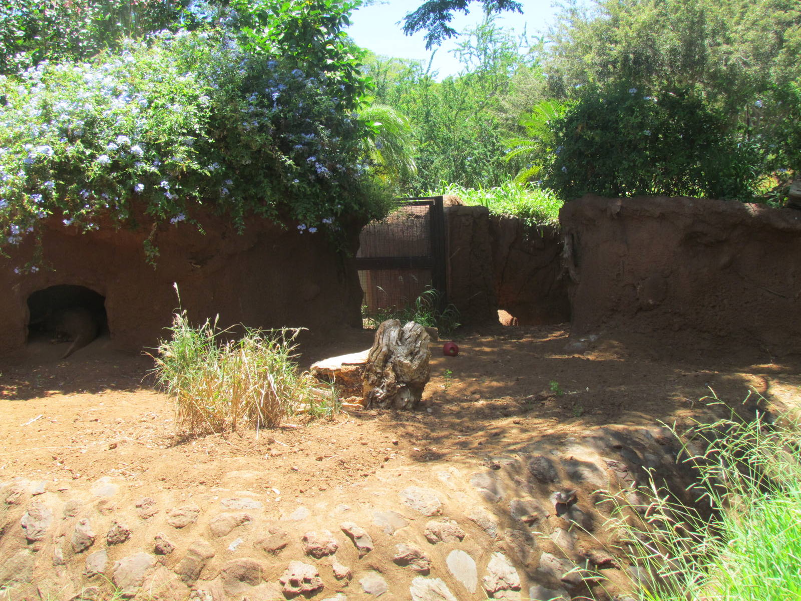 African Savanna - Aardvark Exhibit