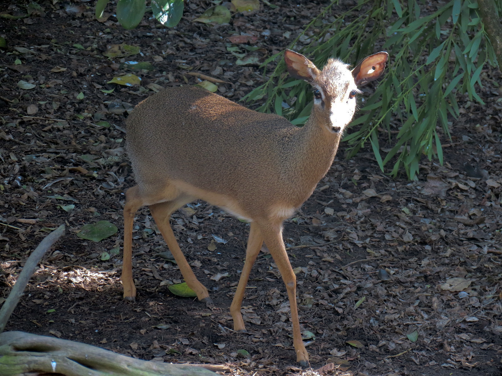 African Savanna - African Aviary - Dik-dik