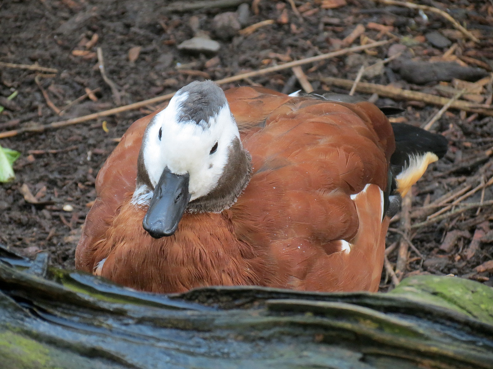 African Savanna - African Aviary - South African Shelduck