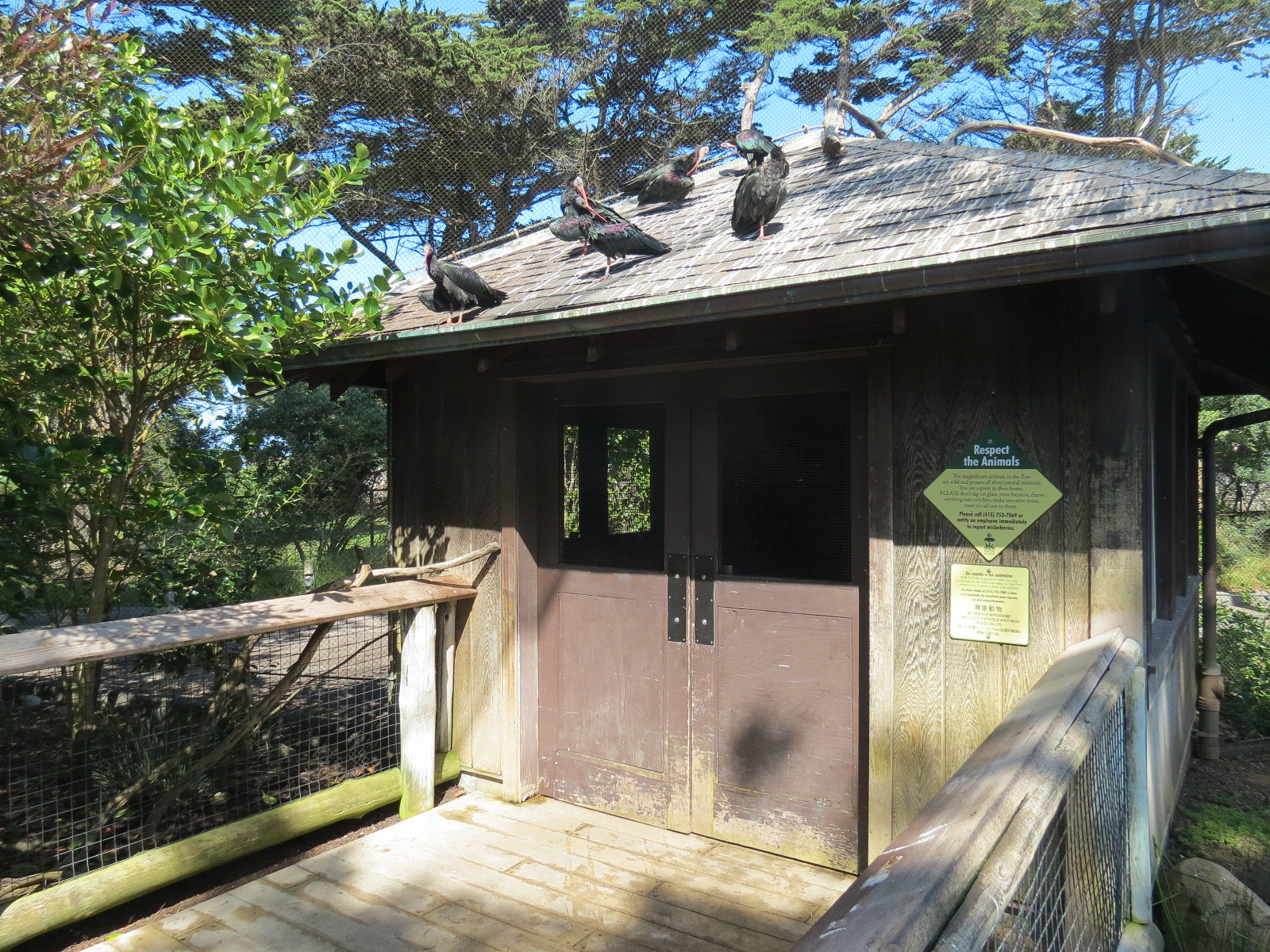 African Savanna - African Aviary - Waldrapp Ibis