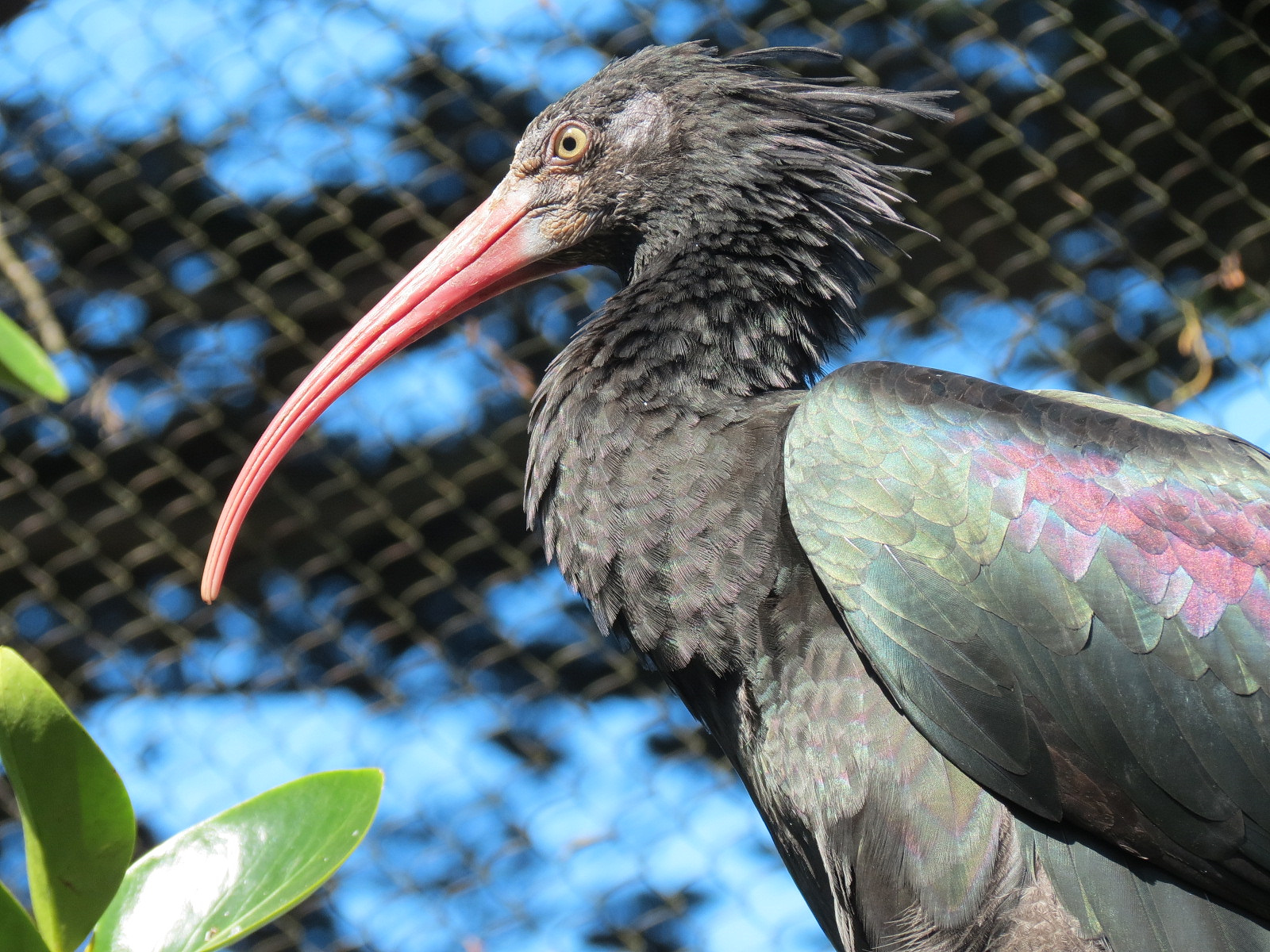 African Savanna - African Aviary - Waldrapp Ibis