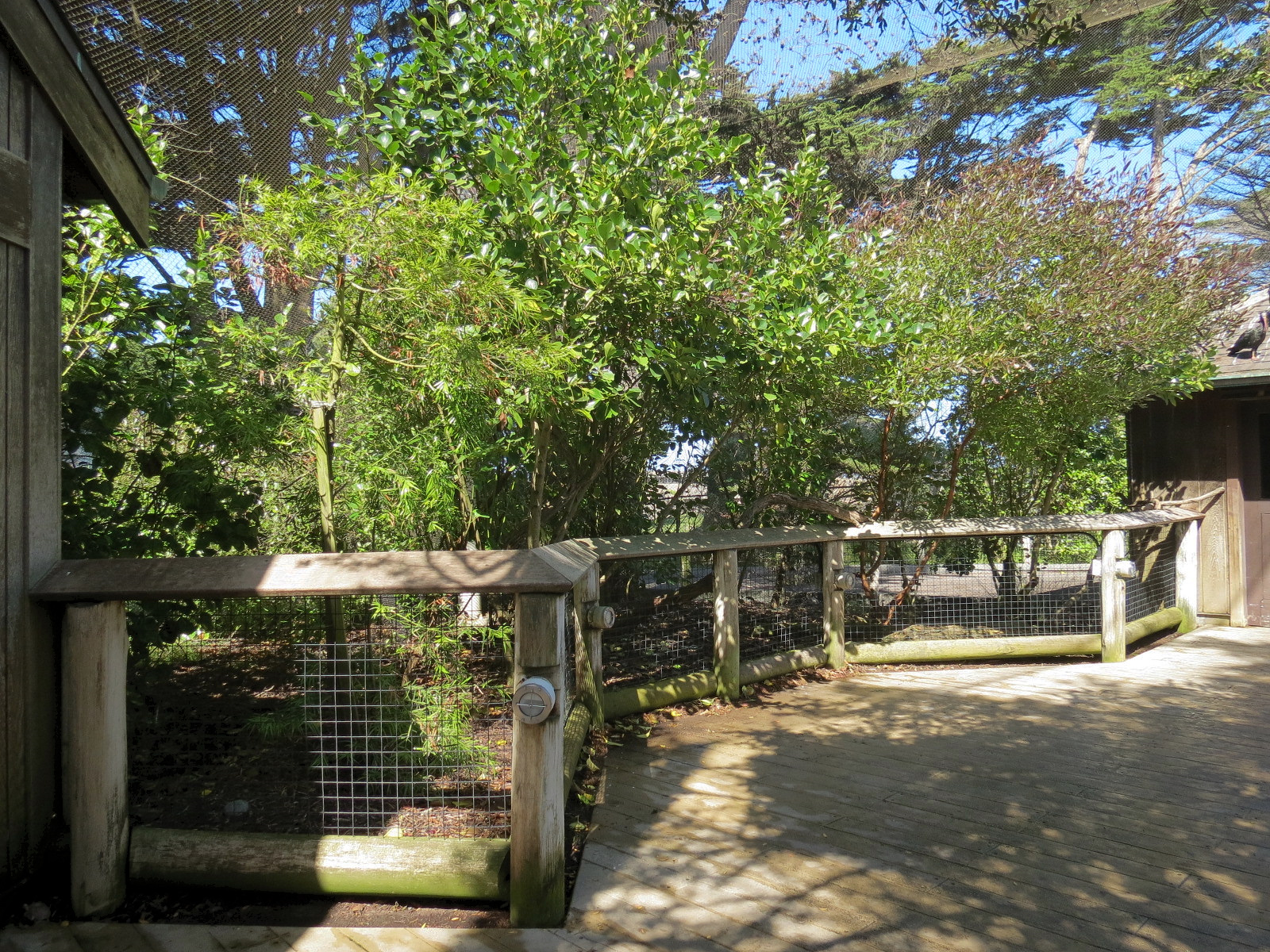 African Savanna - African Aviary