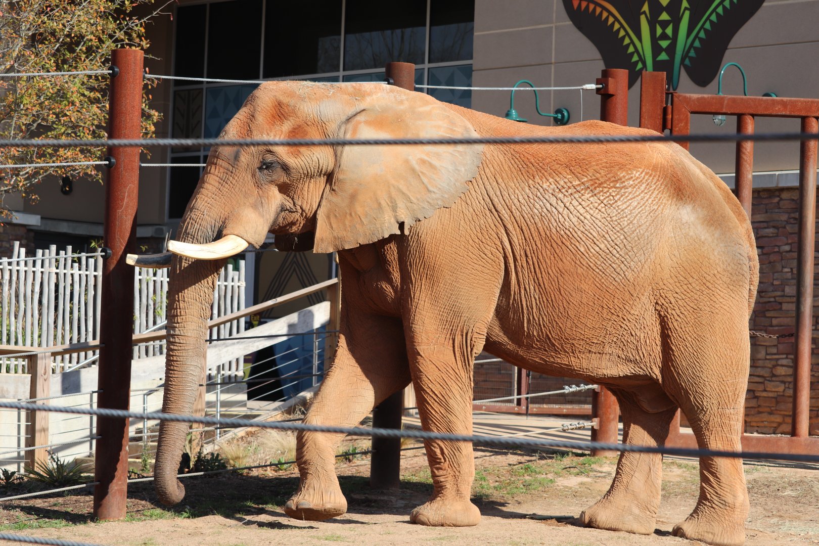 African Savanna - African Elephant