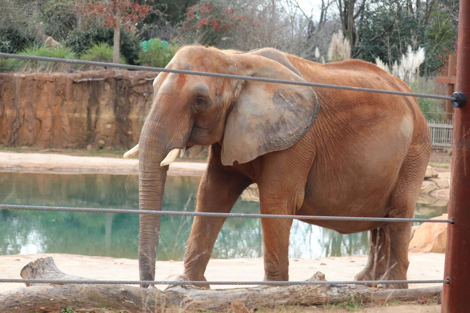 African Savanna - African Elephant