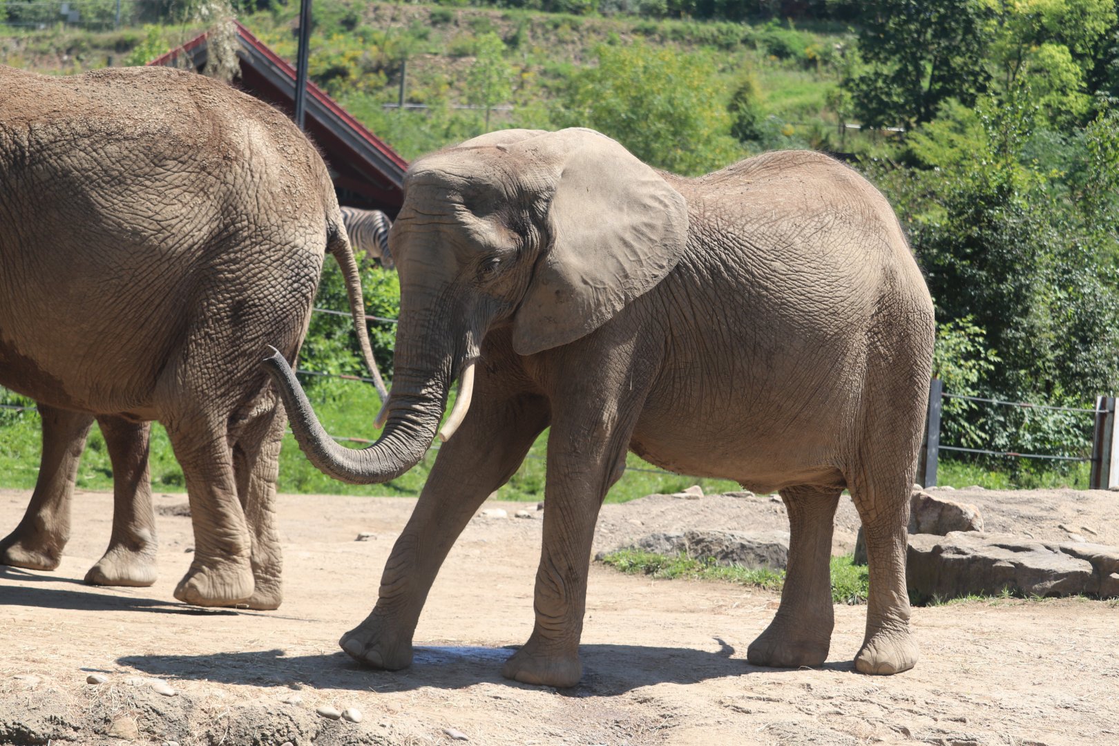 African Savanna - African Elephant