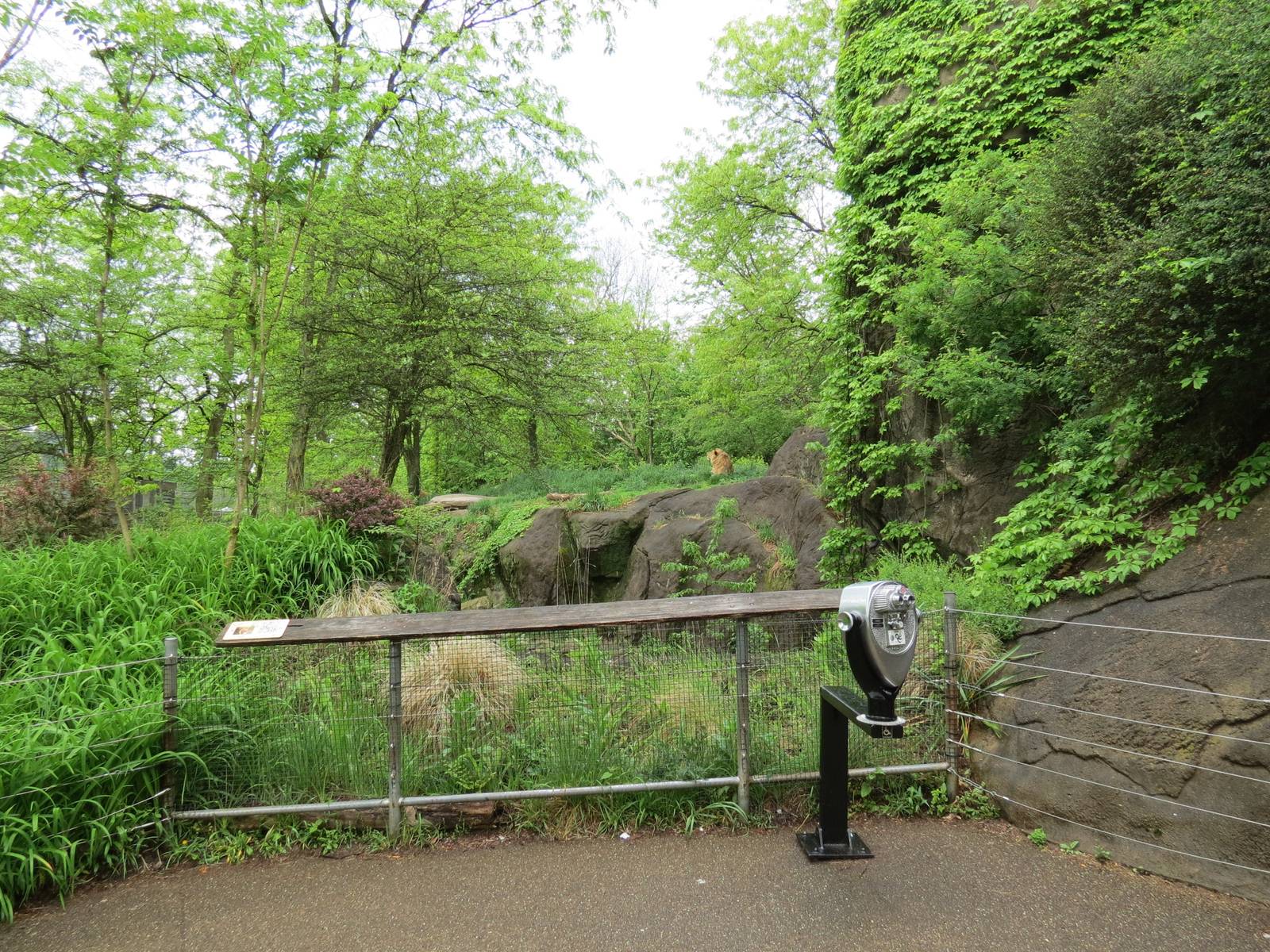 African Savanna - African Lion Exhibit Viewing Area