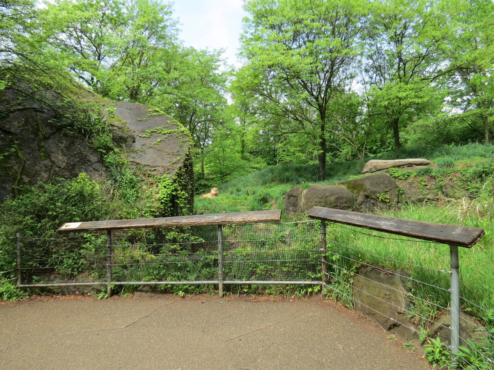 African Savanna - African Lion Exhibit Viewing Area