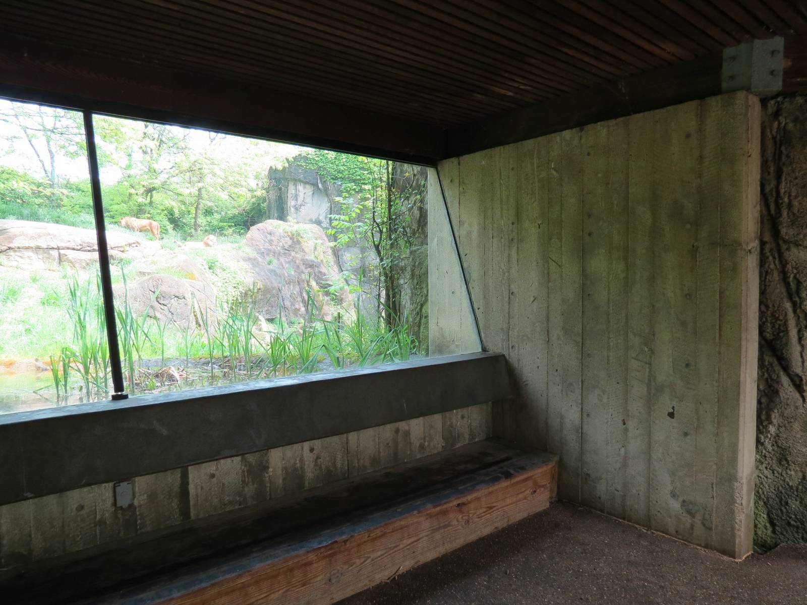 African Savanna - African Lion Exhibit Viewing Shelter