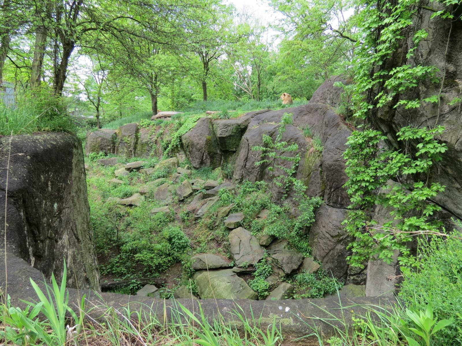 African Savanna - African Lion Exhibit