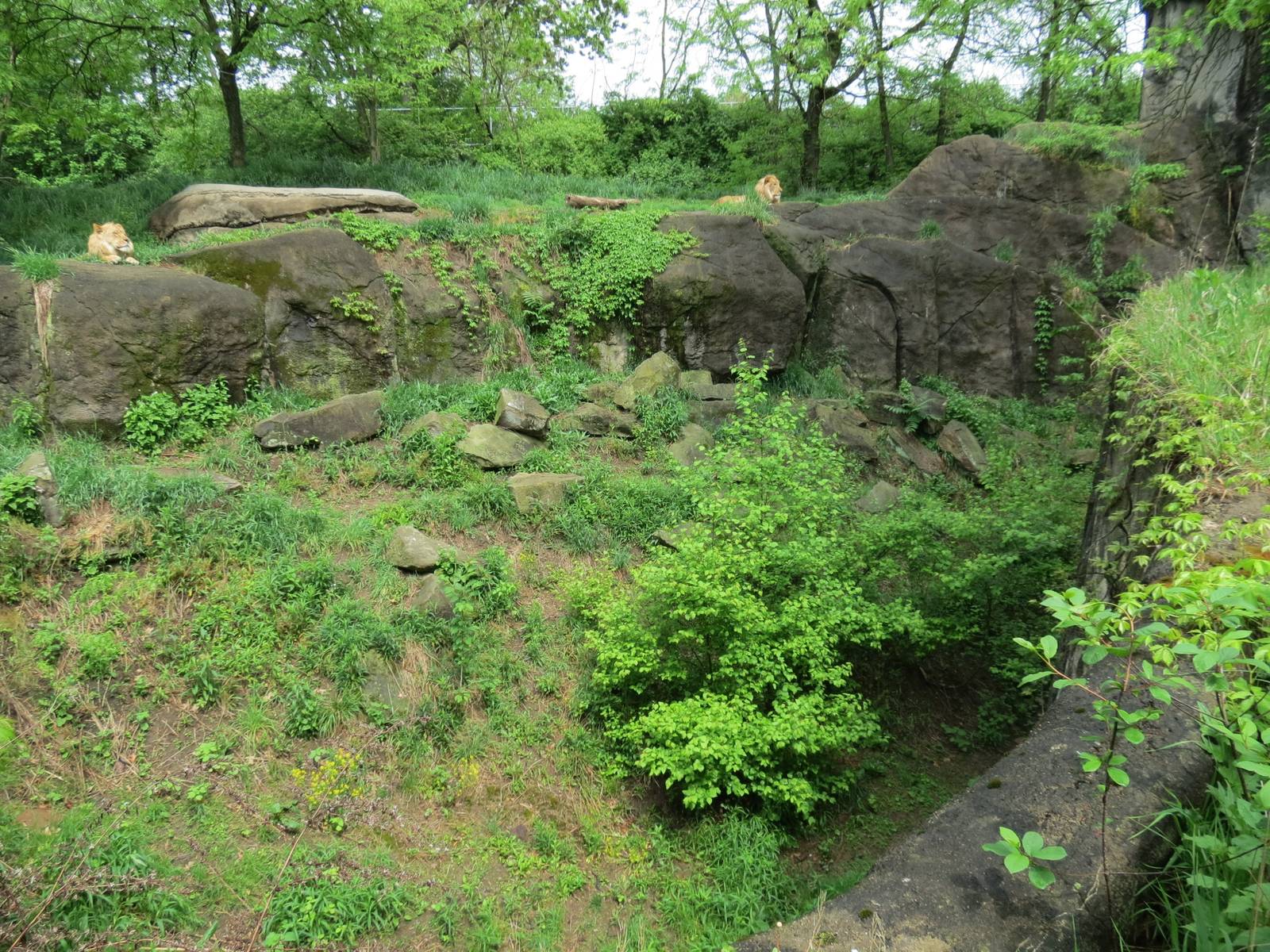 African Savanna - African Lion Exhibit