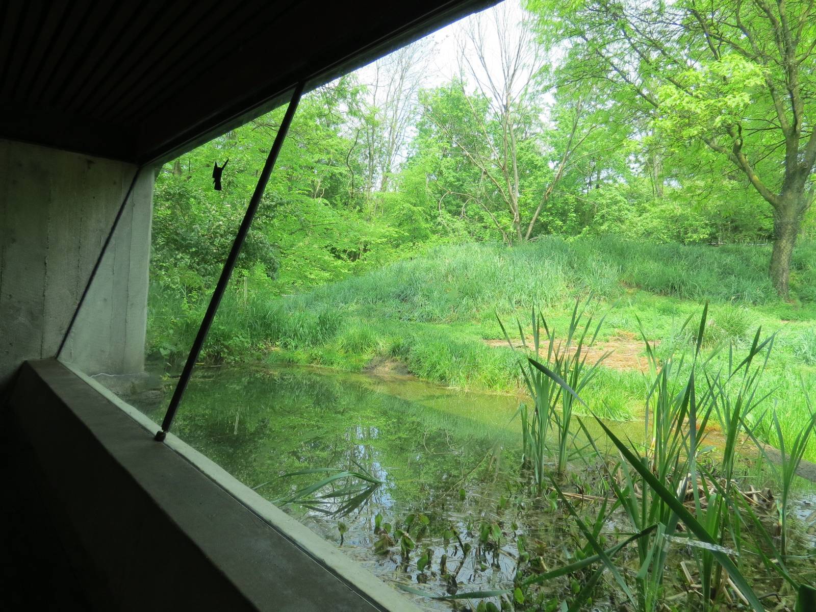 African Savanna - African Lion Exhibit