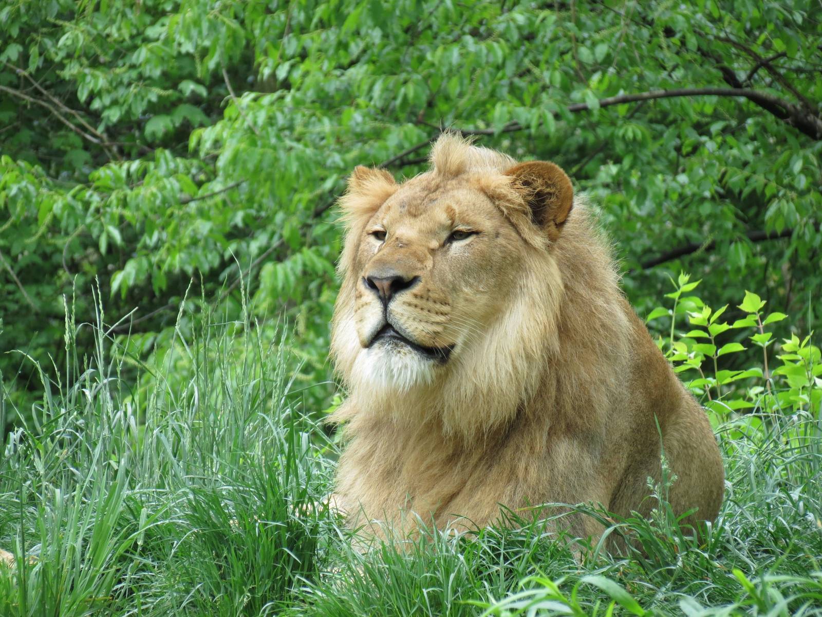 African Savanna - African Lion