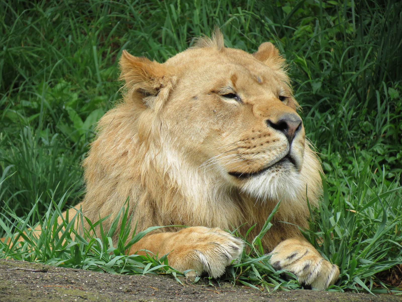 African Savanna - African Lion