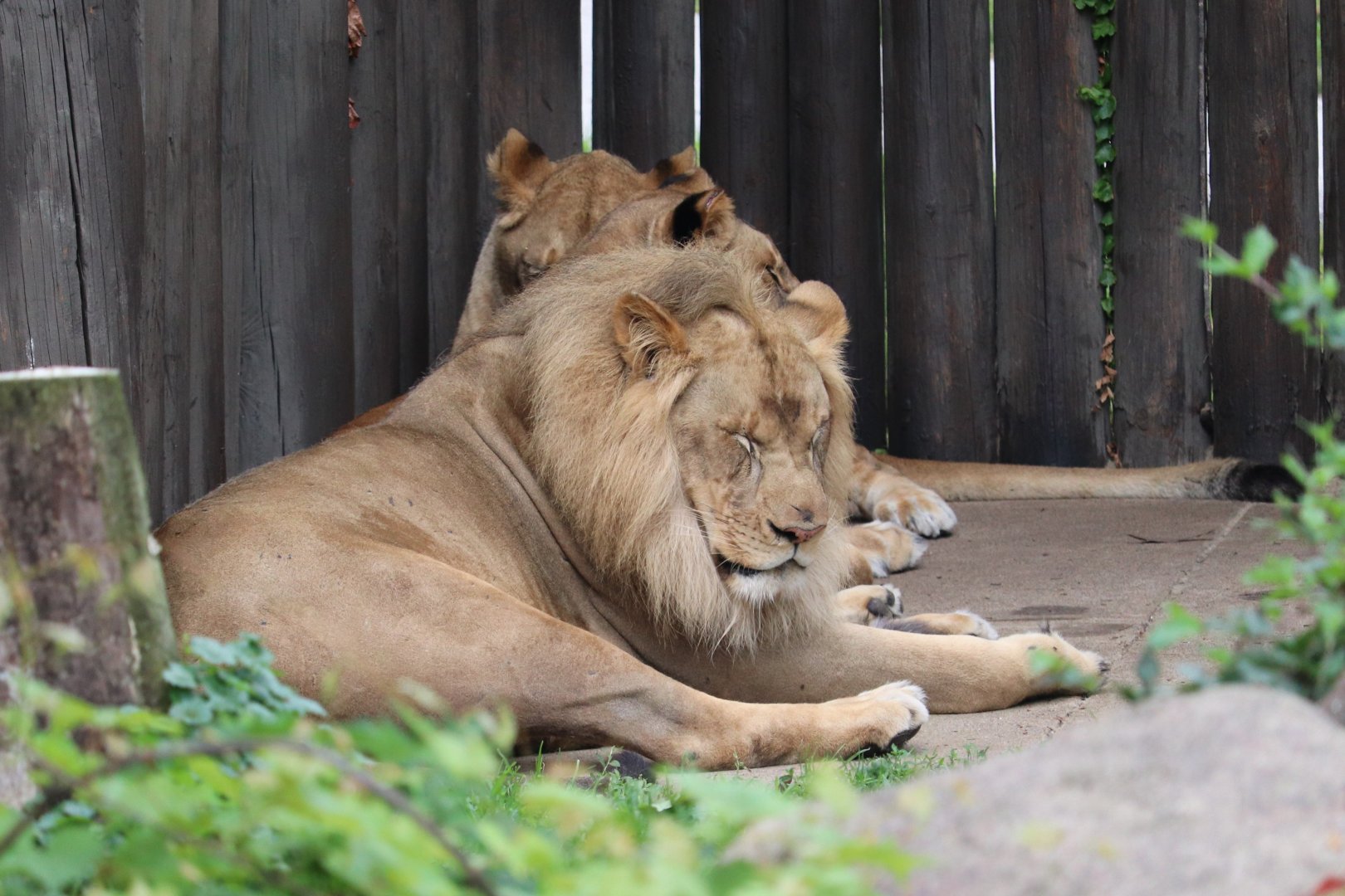 African Savanna - African Lion