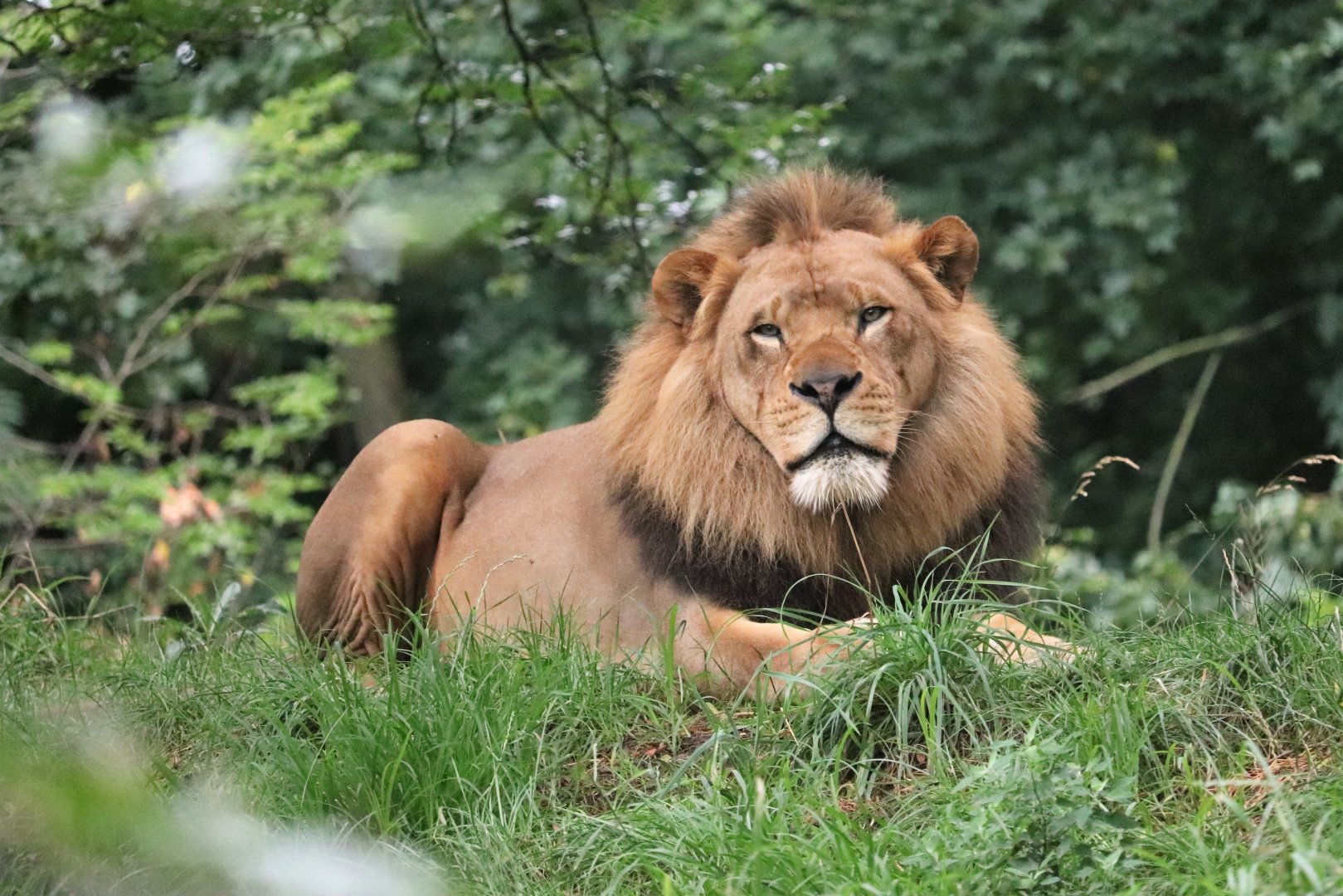 African Savanna - African Lion