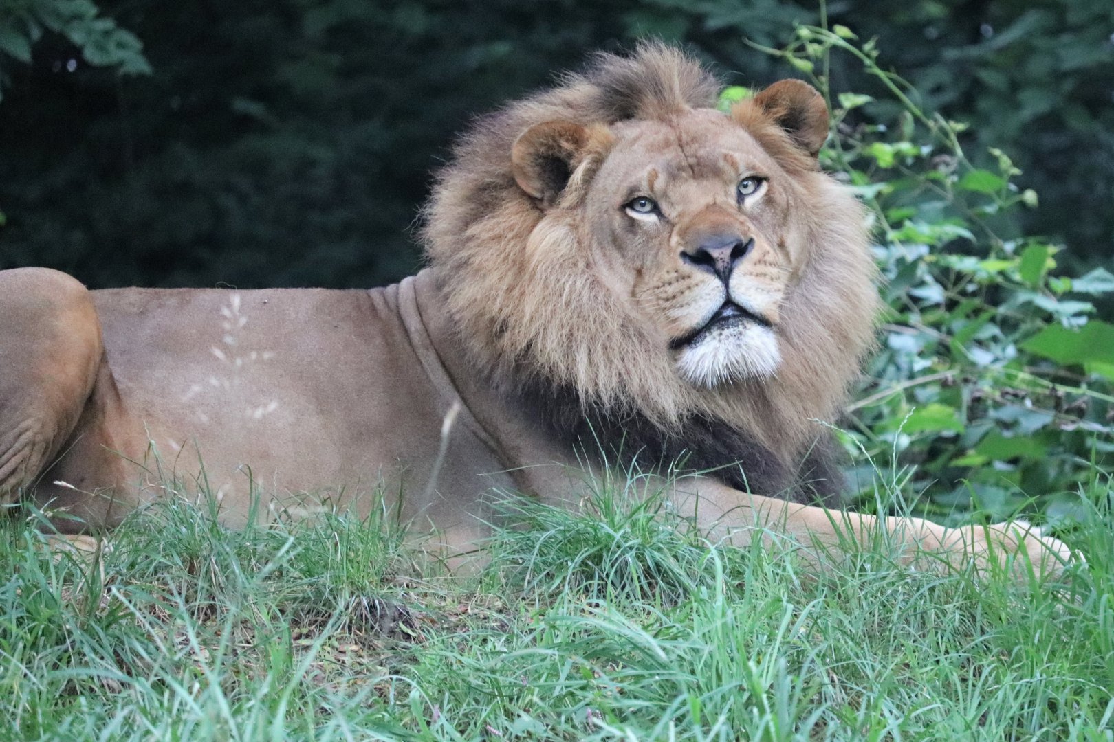 African Savanna - African Lion