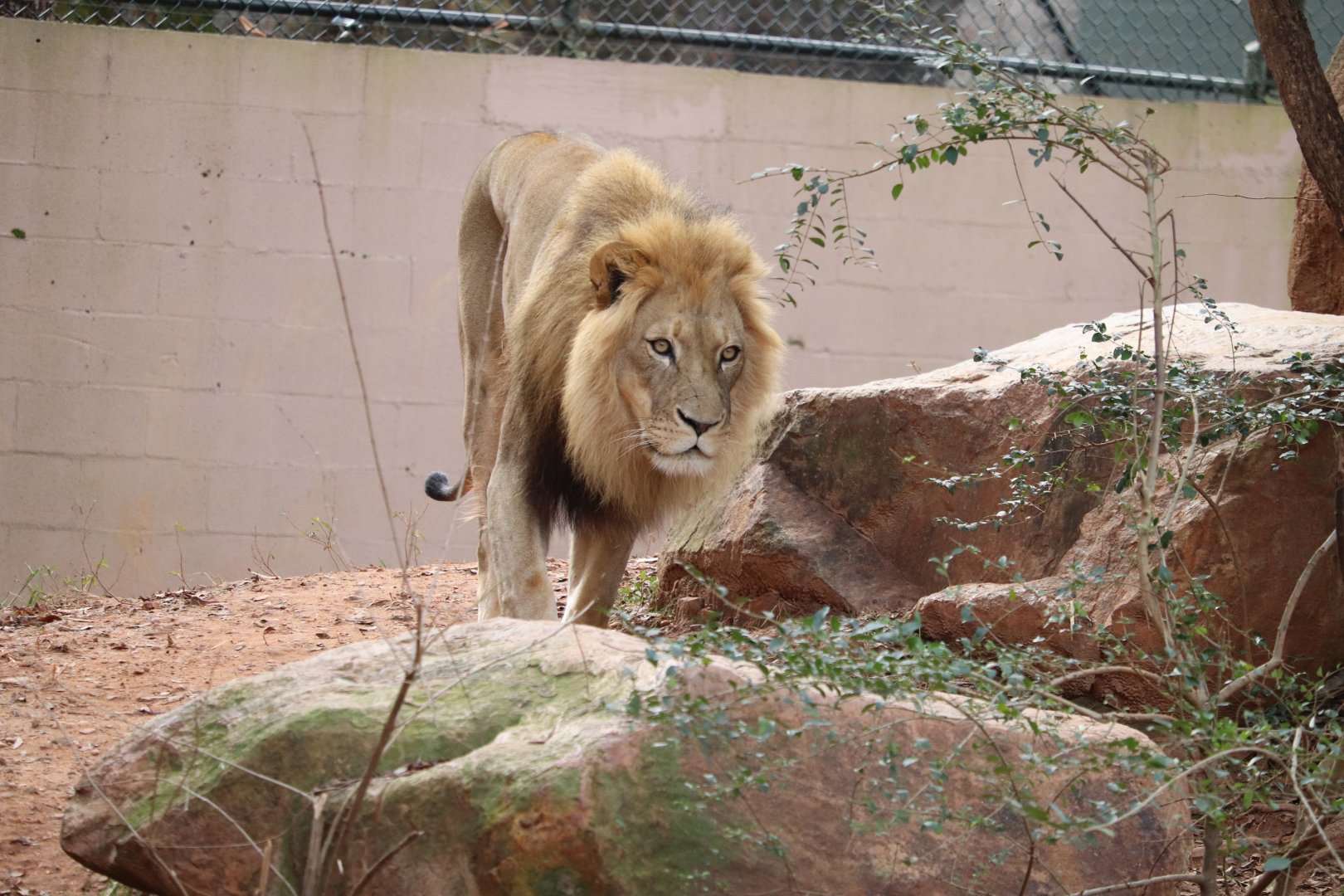African Savanna - African Lion