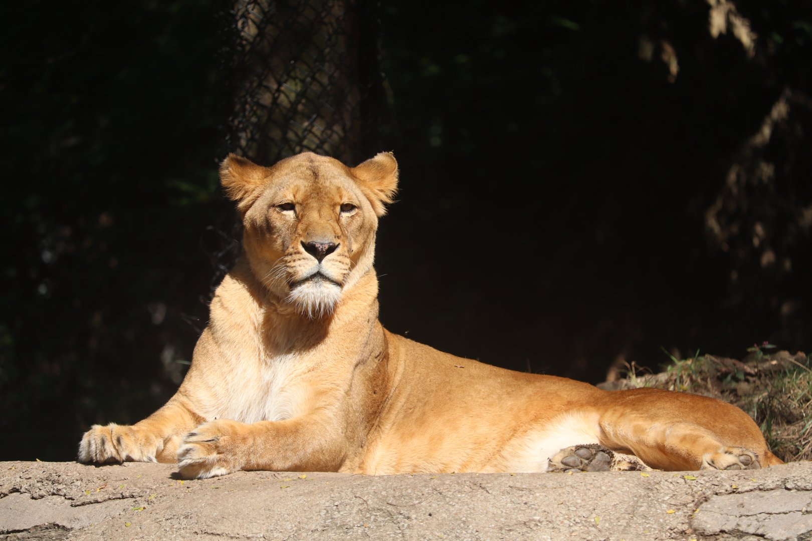 African Savanna - African Lion