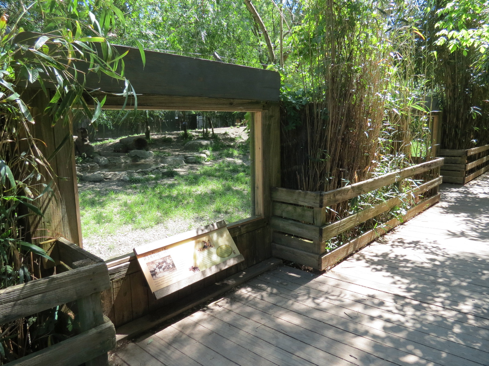 African Savanna - African Painted Dog Exhibit - Viewing Area
