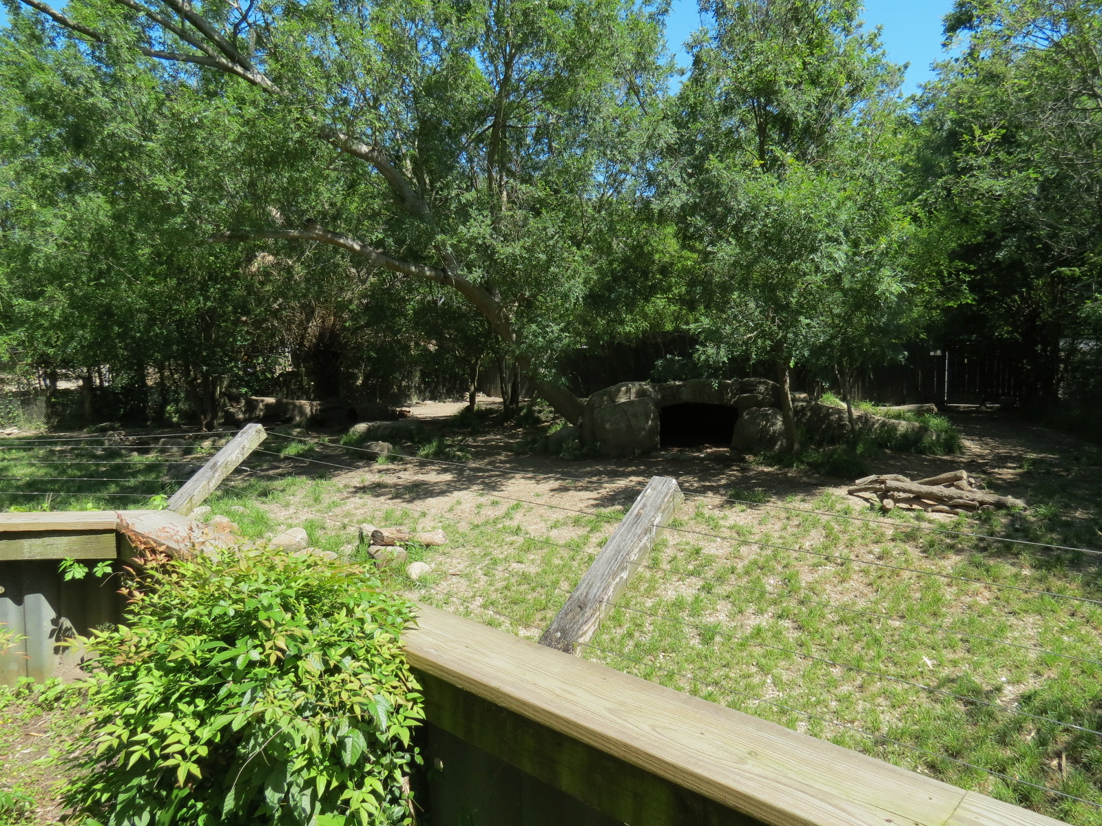 African Savanna - African Painted Dog Exhibit