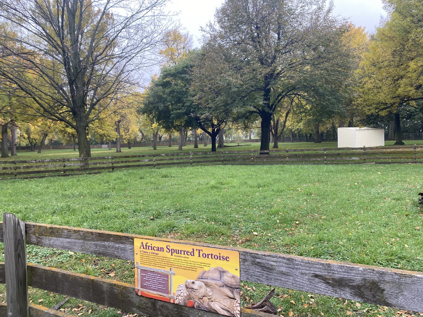 African Savanna - African Spurred Tortoise/Leopard Tortoise Exhibit