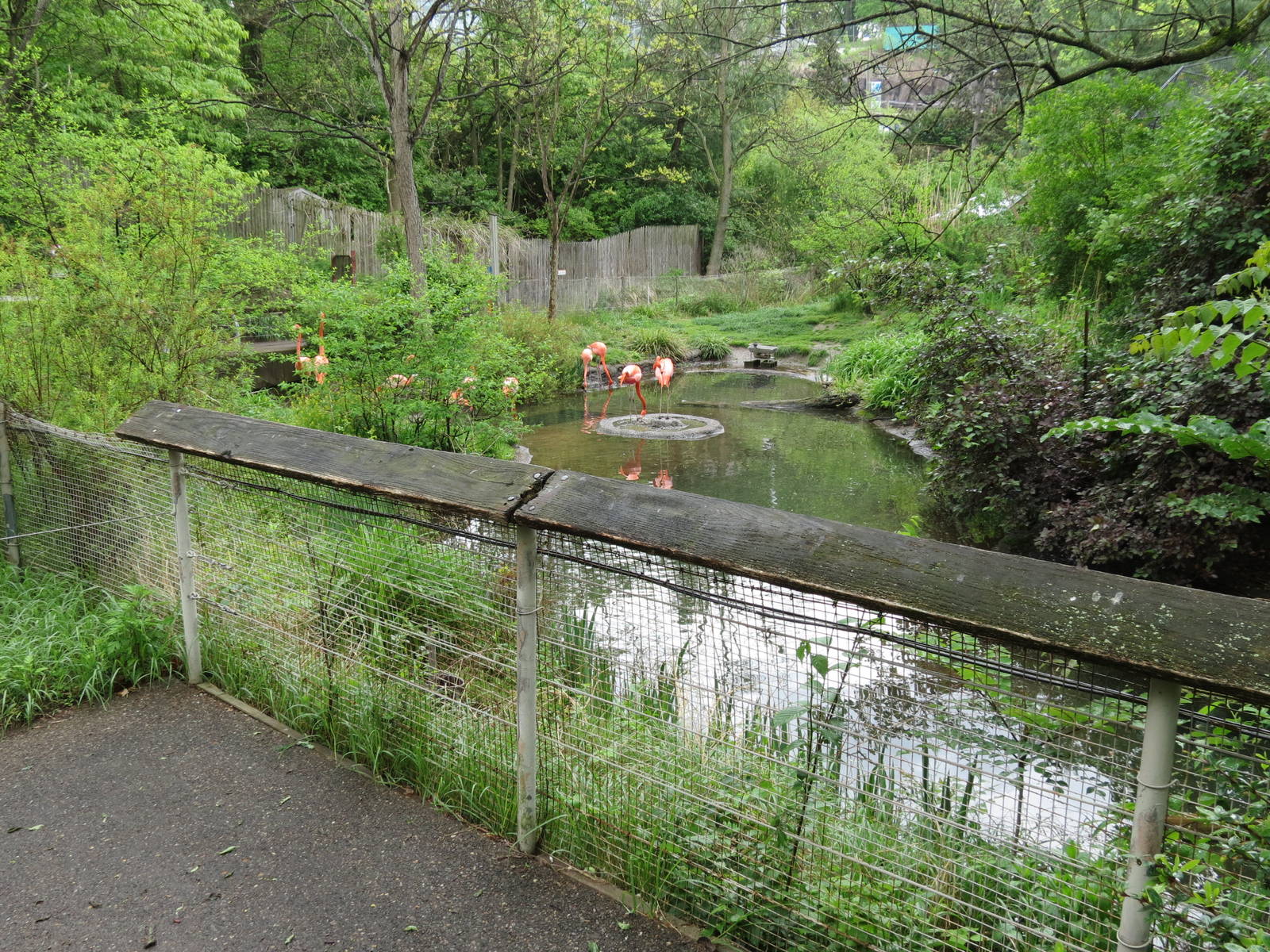 African Savanna - African Water Birds Exhibit Viewing Area