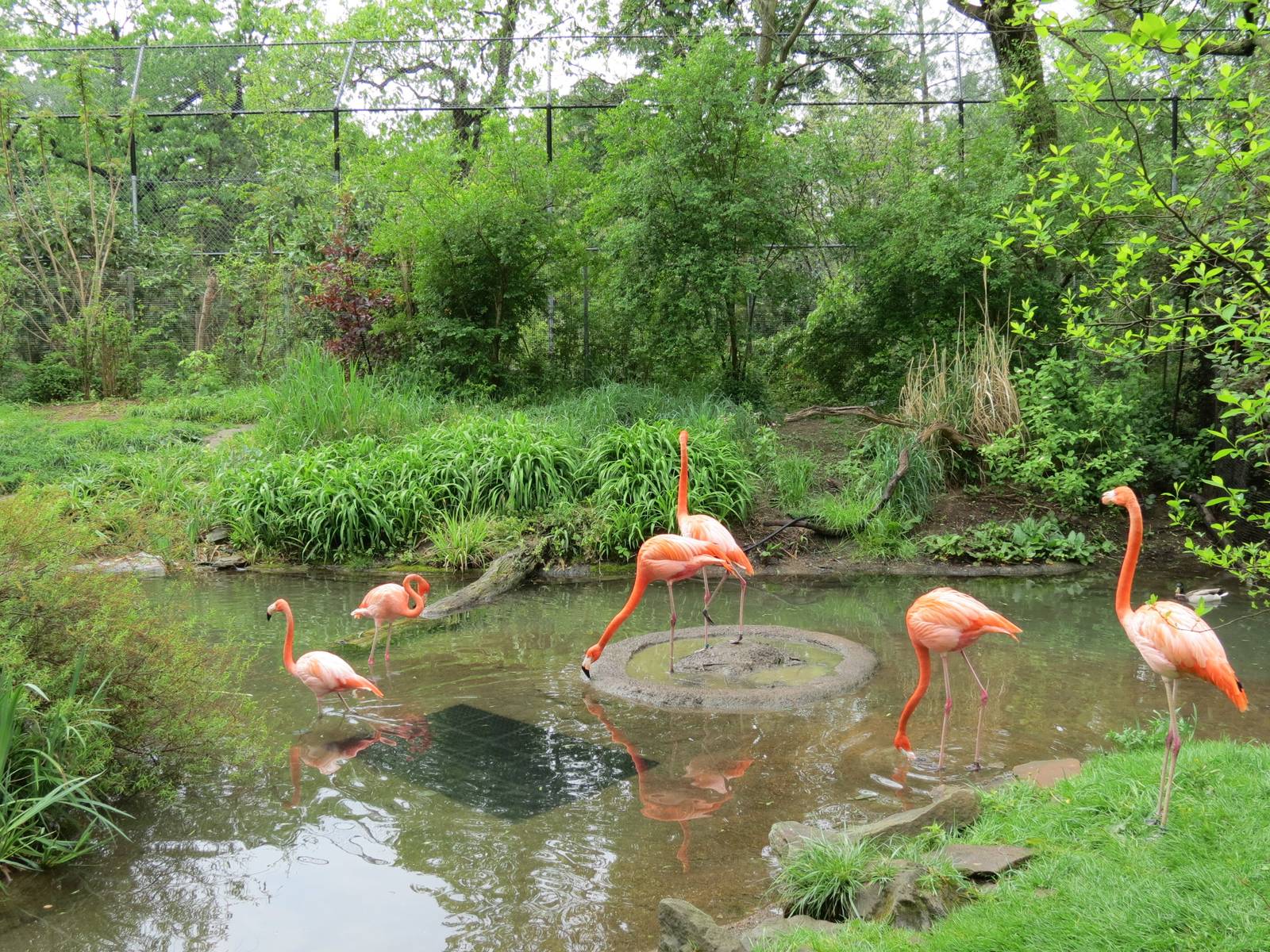 African Savanna - African Water Birds Exhibit