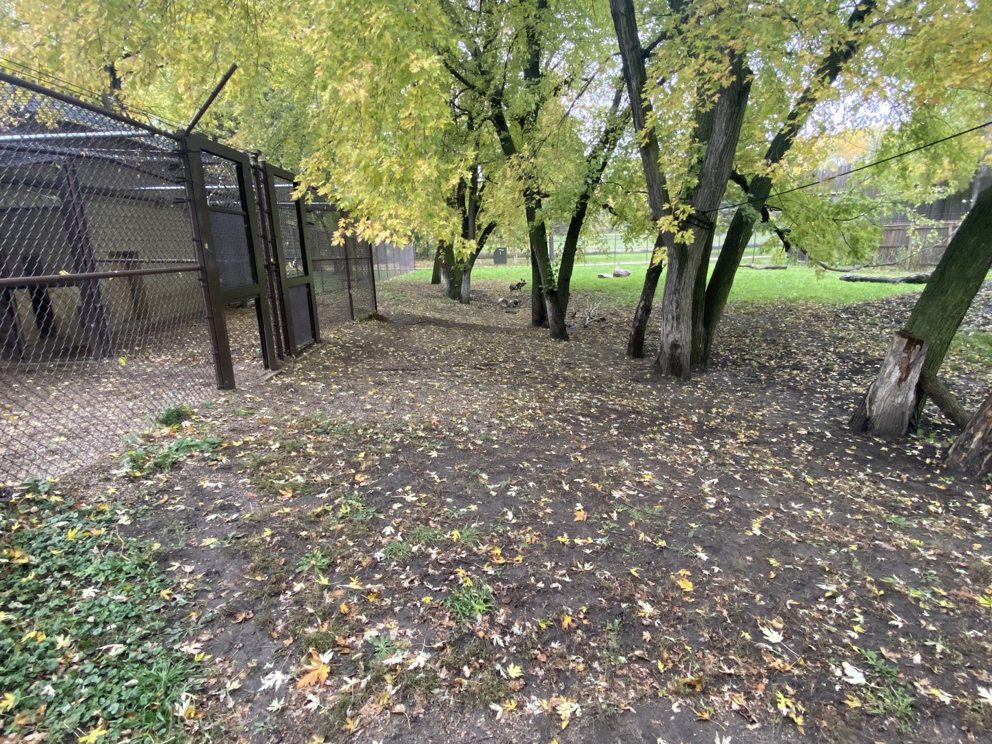 African Savanna - African Wild Dog Exhibit