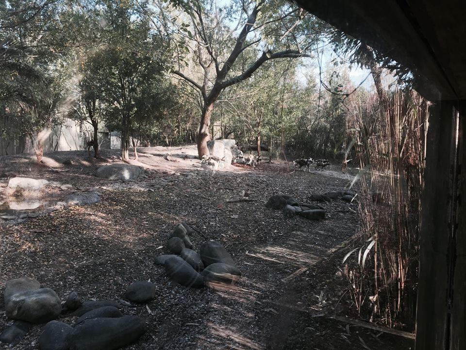 African Savanna- African Wild Dog